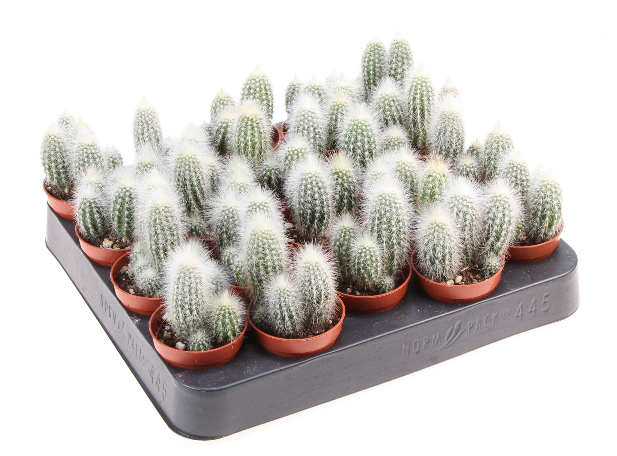 Cleistocactus strausii, D 5,5 cm