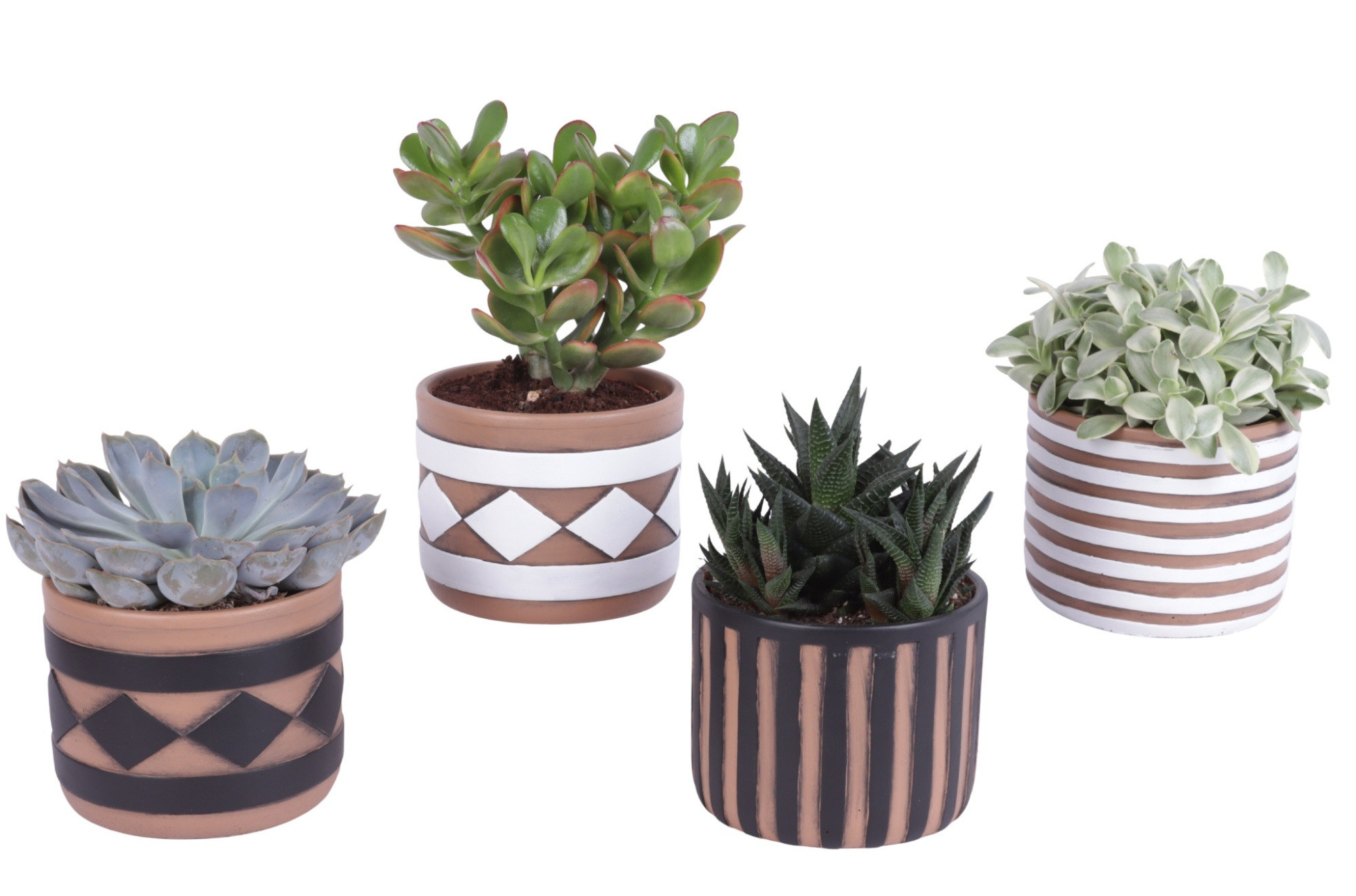 Succulenten mix Ø12cm in Ø14cm Ceramic Pot Rustic Pattern, D 14