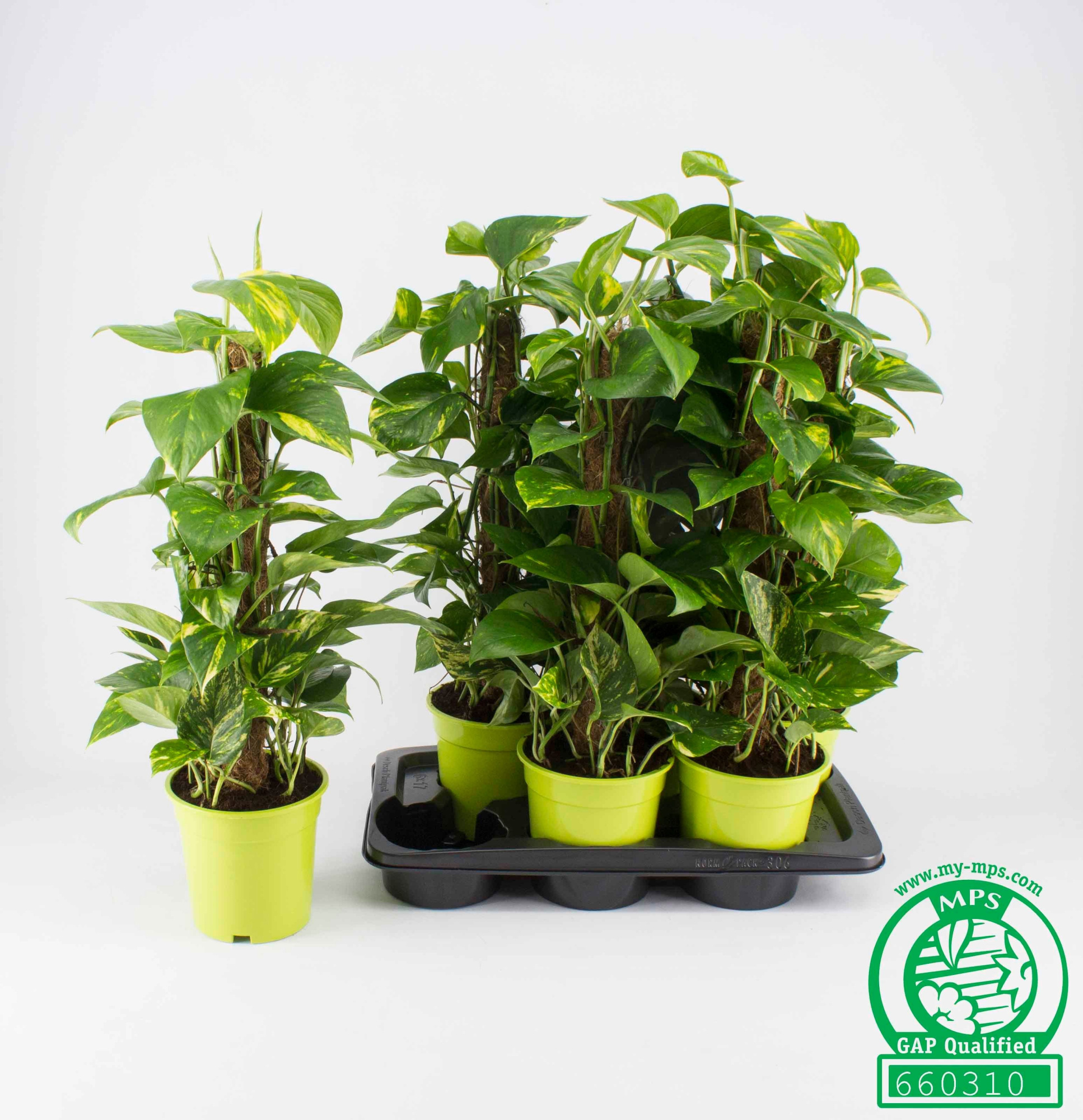 Epipremnum mosstok, D 17 cm