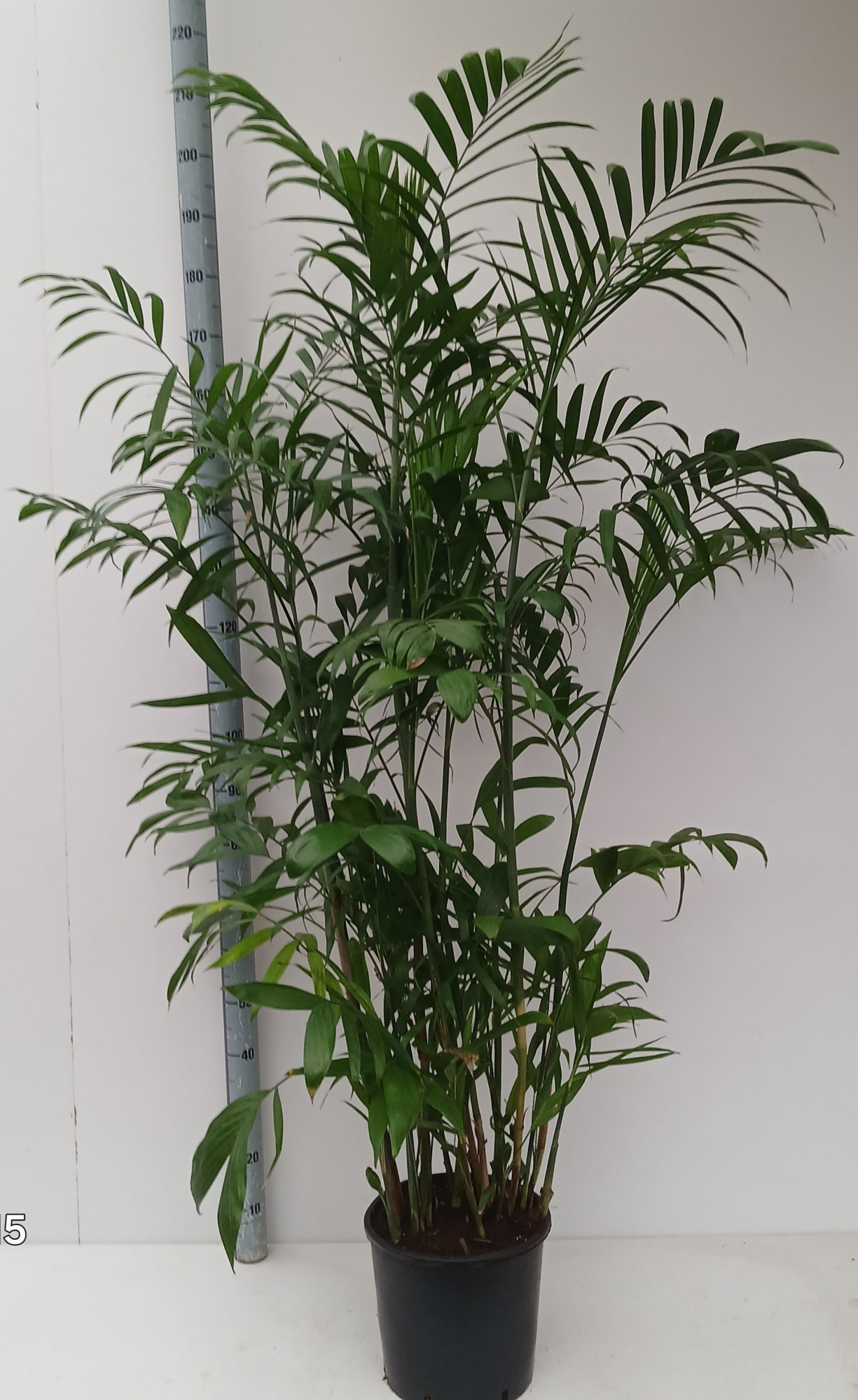 chamaedorea seifrizii, D 30 cm