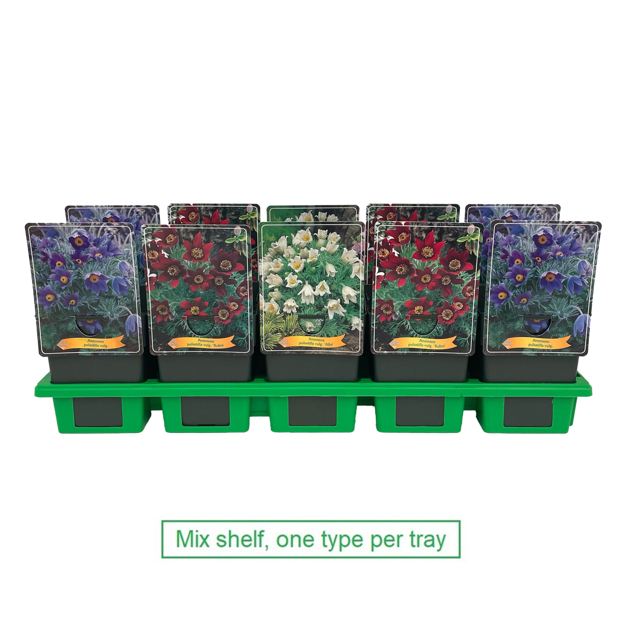 Pulsatilla vulgaris mix laag P11, D 11 cm