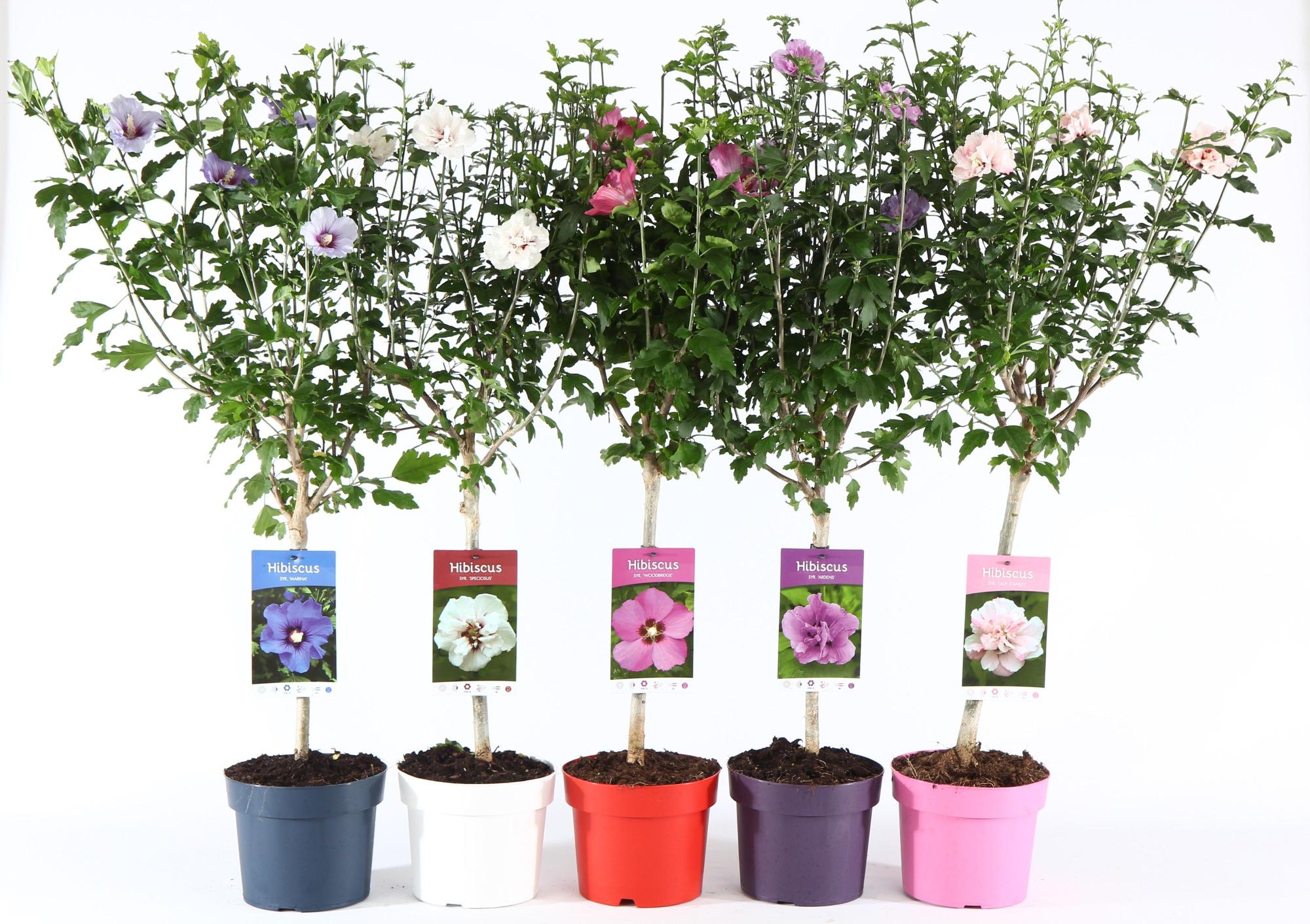 Hibiscus syr. 'Ton sur Ton' stam 30, D 19 cm