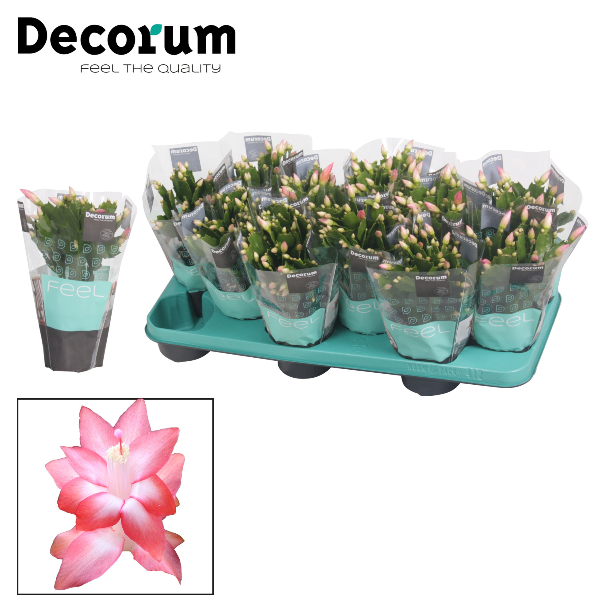 Schlumbergera - 10,5 cm - Pink (Russian) met hoes - Decorum, D 10,5