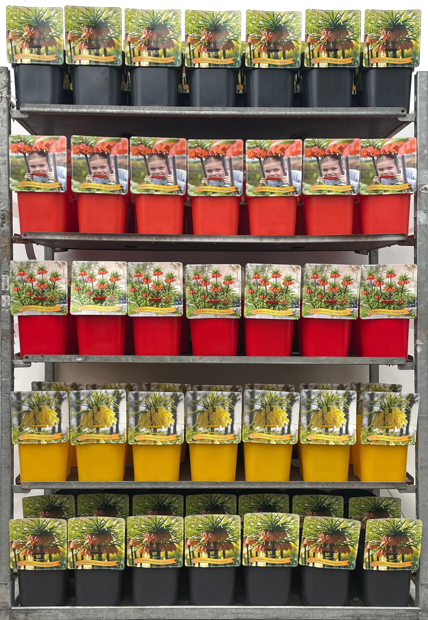 Fritillaria Mix CC C5, D 21