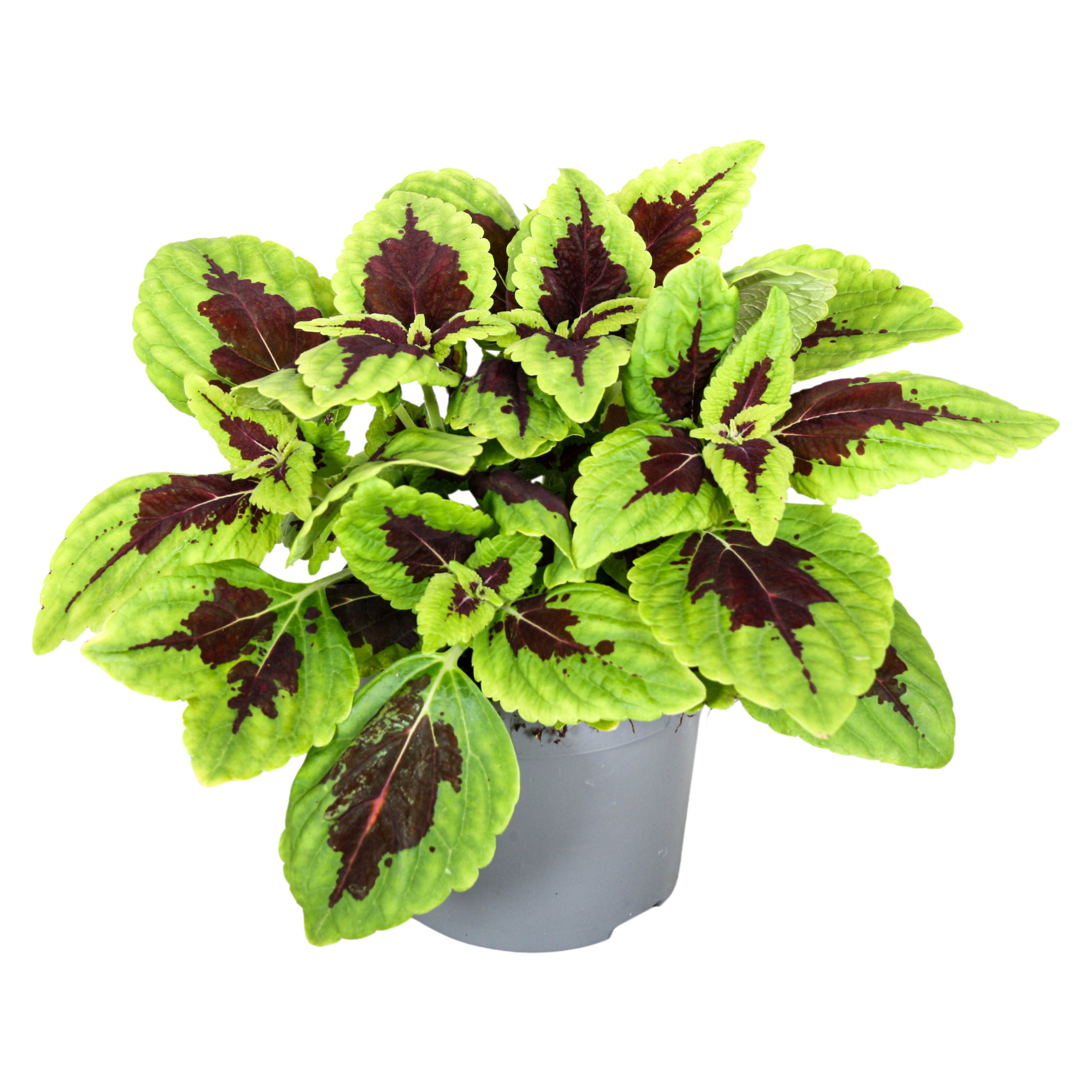 Coleus Alligator Alley, D 13
