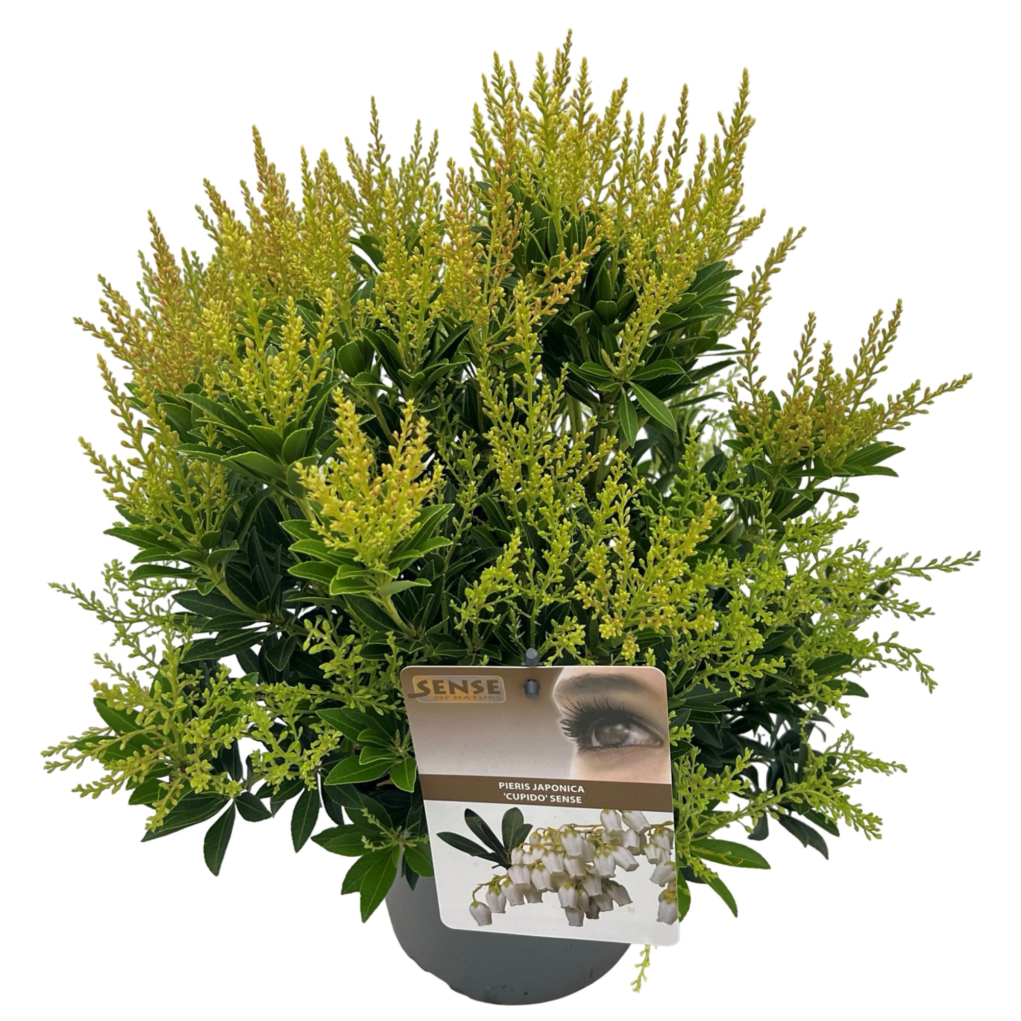 Pieris jap. 'Cupido' sense, D 19 cm