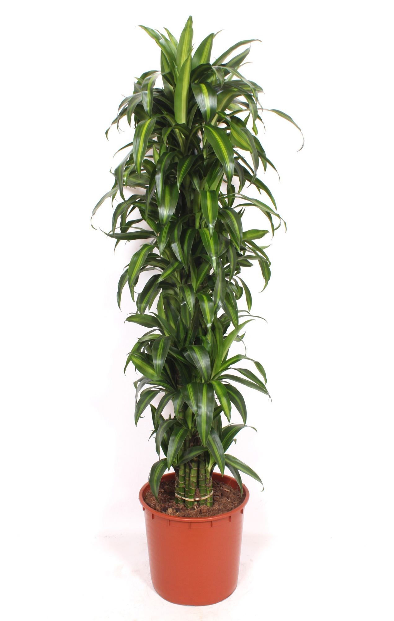 Dracaena Hawaiian Sunshine, D 34