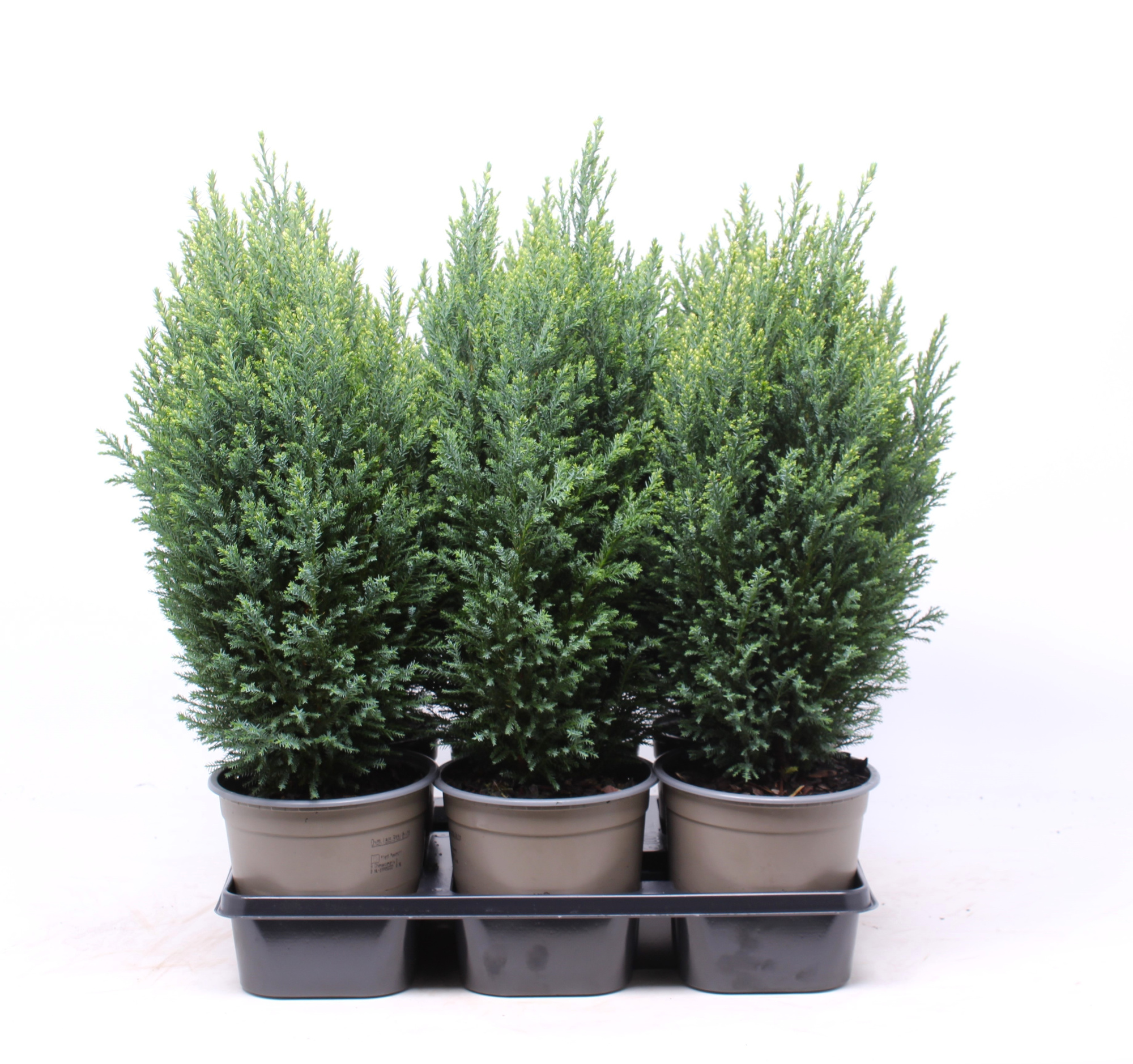Chamaecyparis lawsoniana 'Snow White', D 15 cm