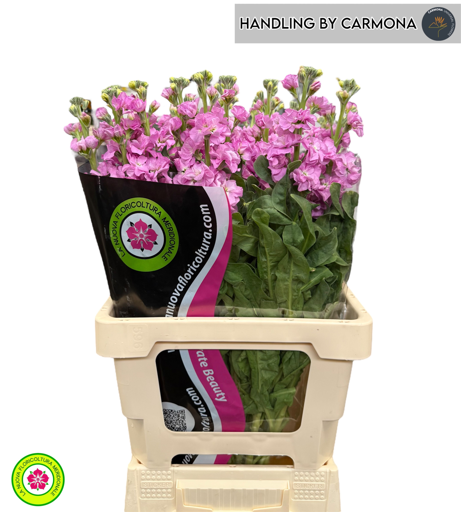 Маттиола од. Айрон Пинк 65, шт.