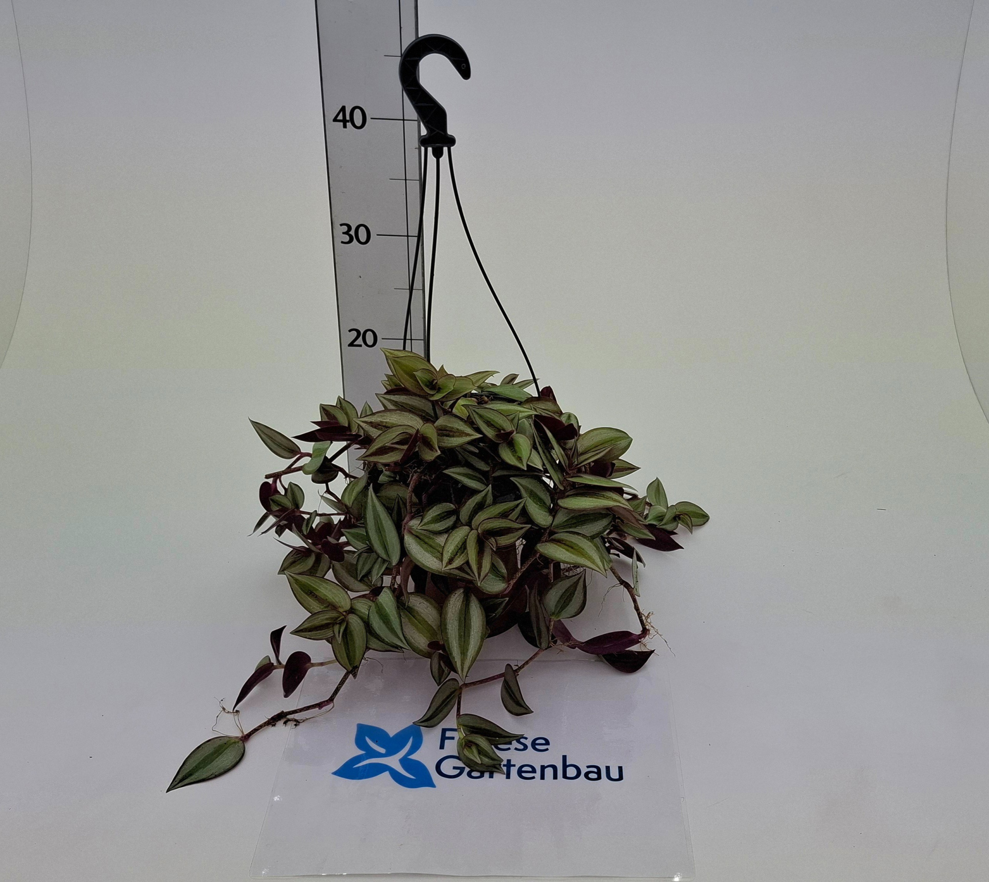 Tradescantia Ampel T14, D 25