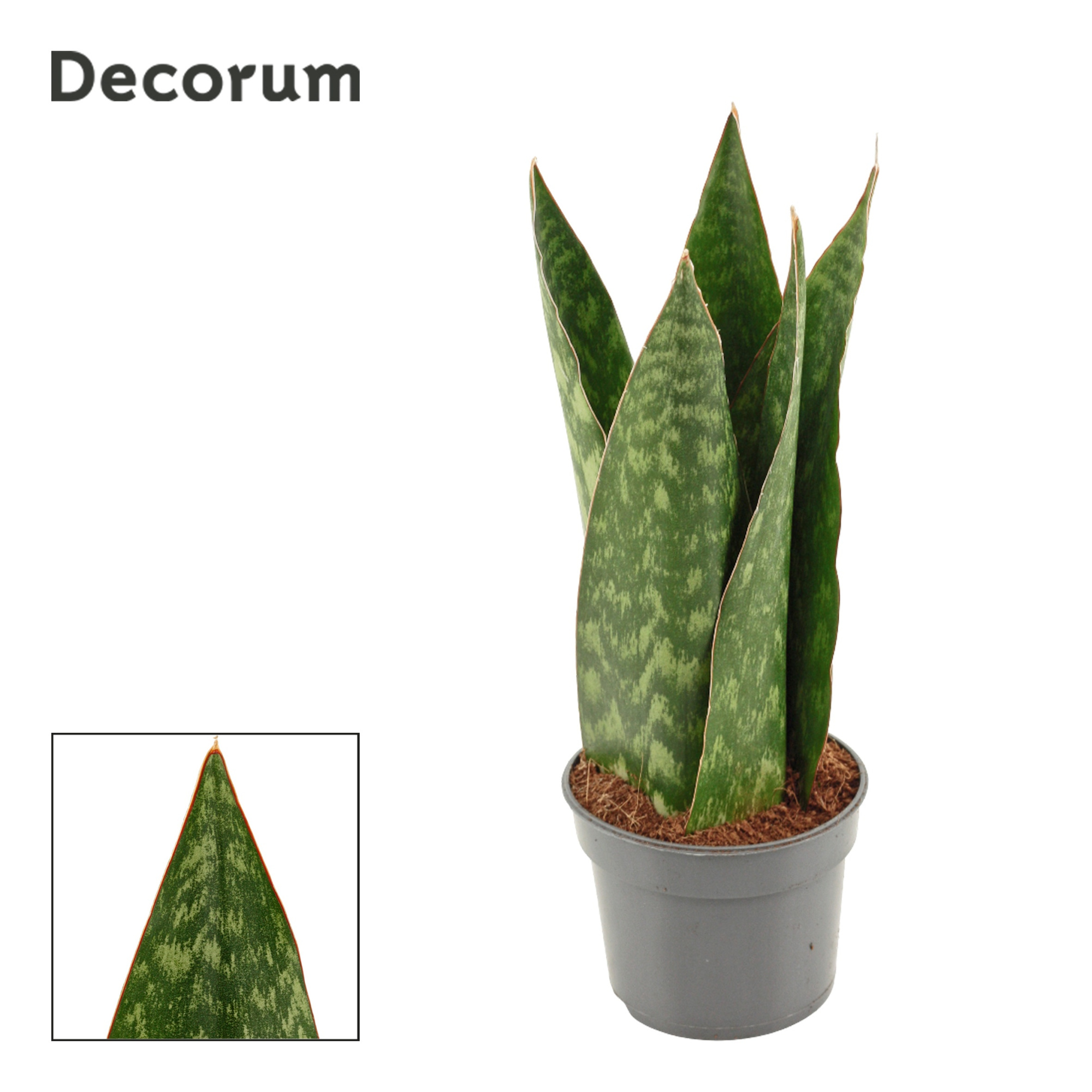 Sansevieria Jamaiquina Queen 9 cm (Decorum), D 9