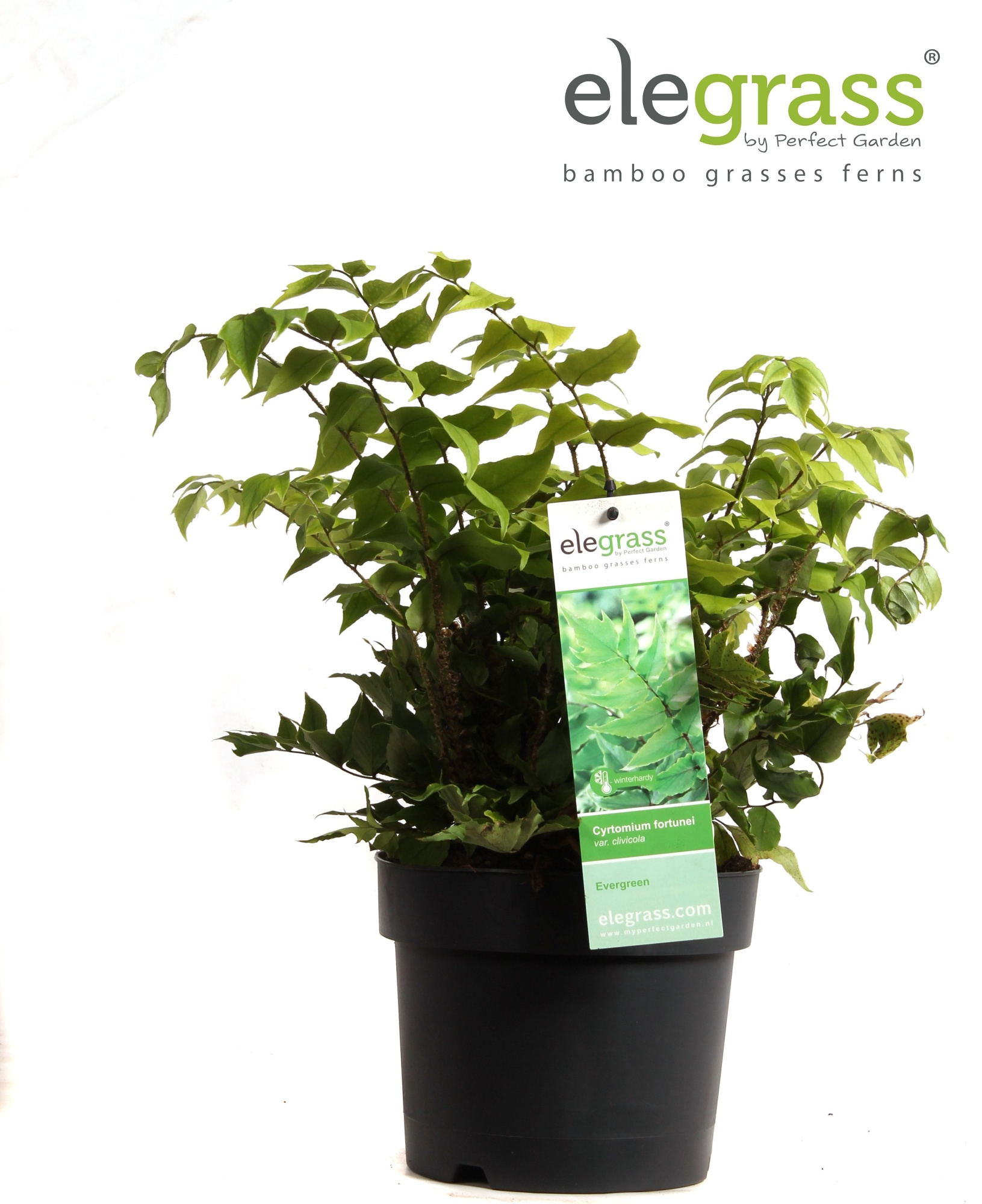 Cyrtomium fortunei clivicola P19, D 19