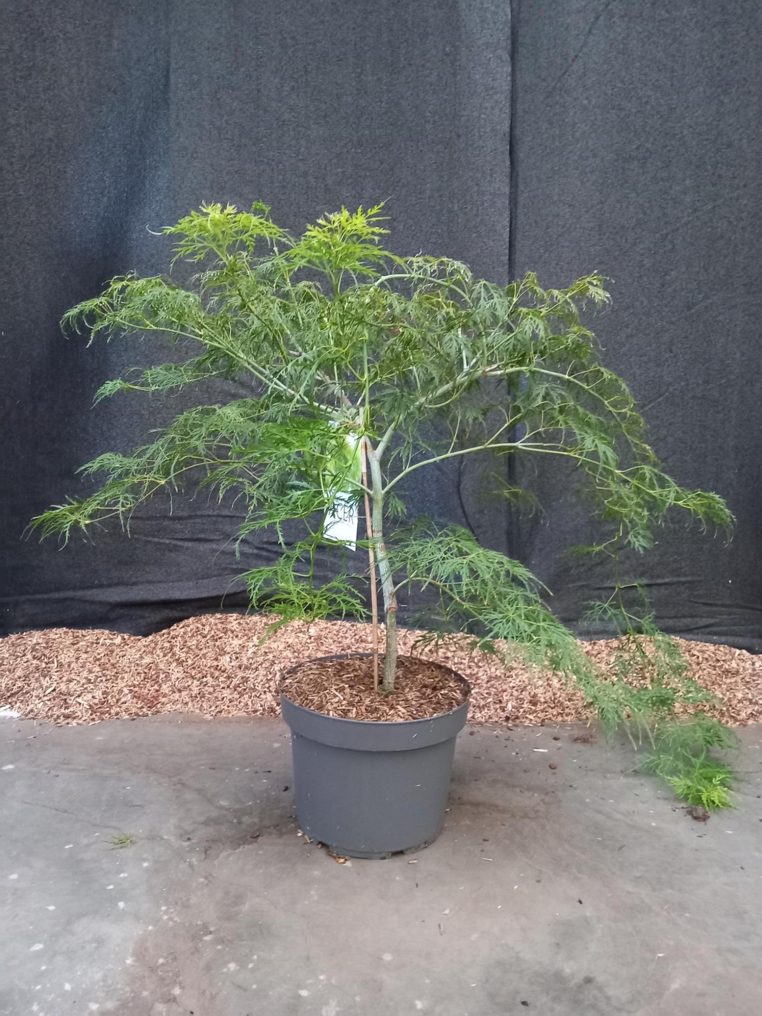 Acer palmatum Dissectum, D 29 cm