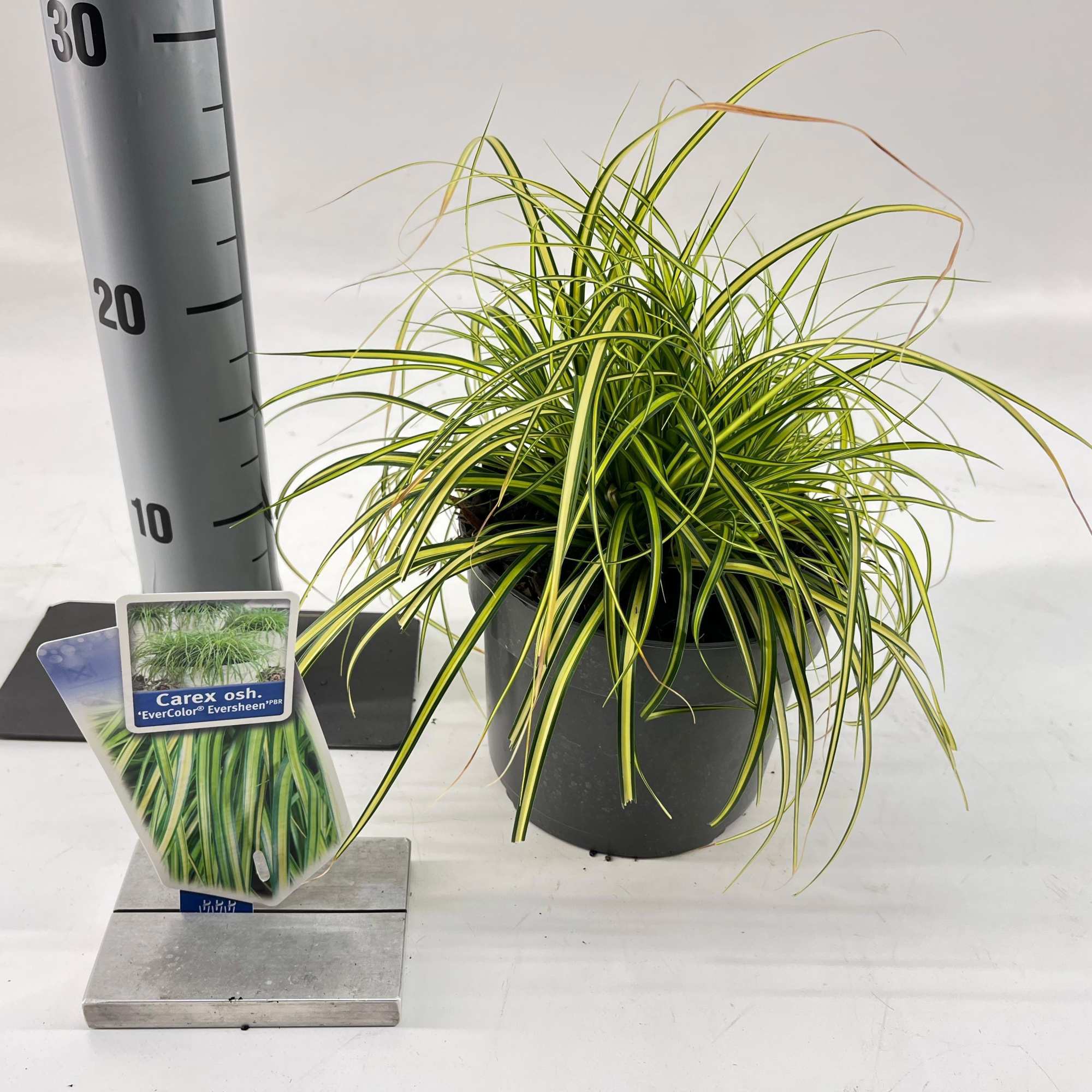 Carex oshimensis EverColor® 'Eversheen' PBR, D 17 cm