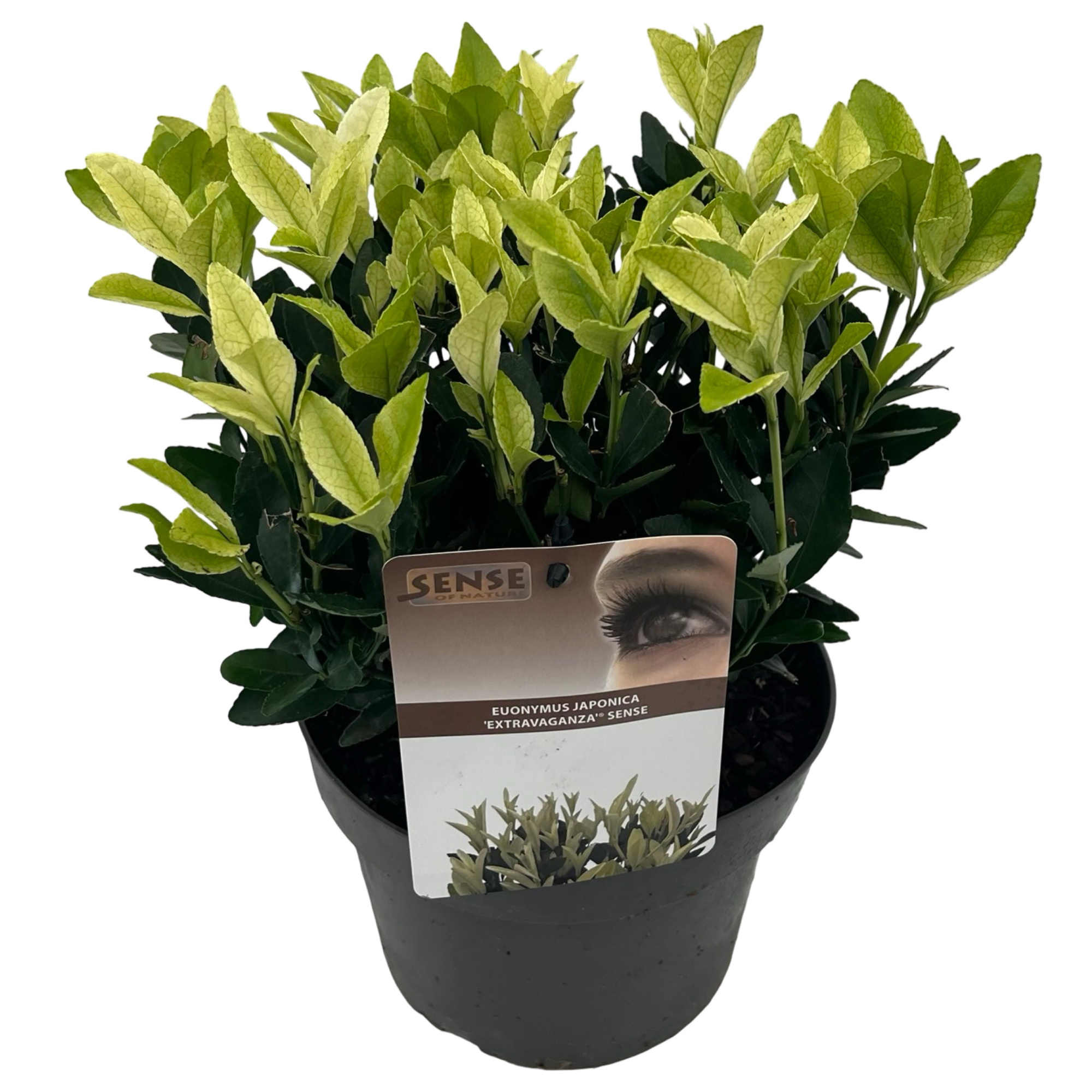 Euonymus jap. 'Extravaganza'® sense, D 19