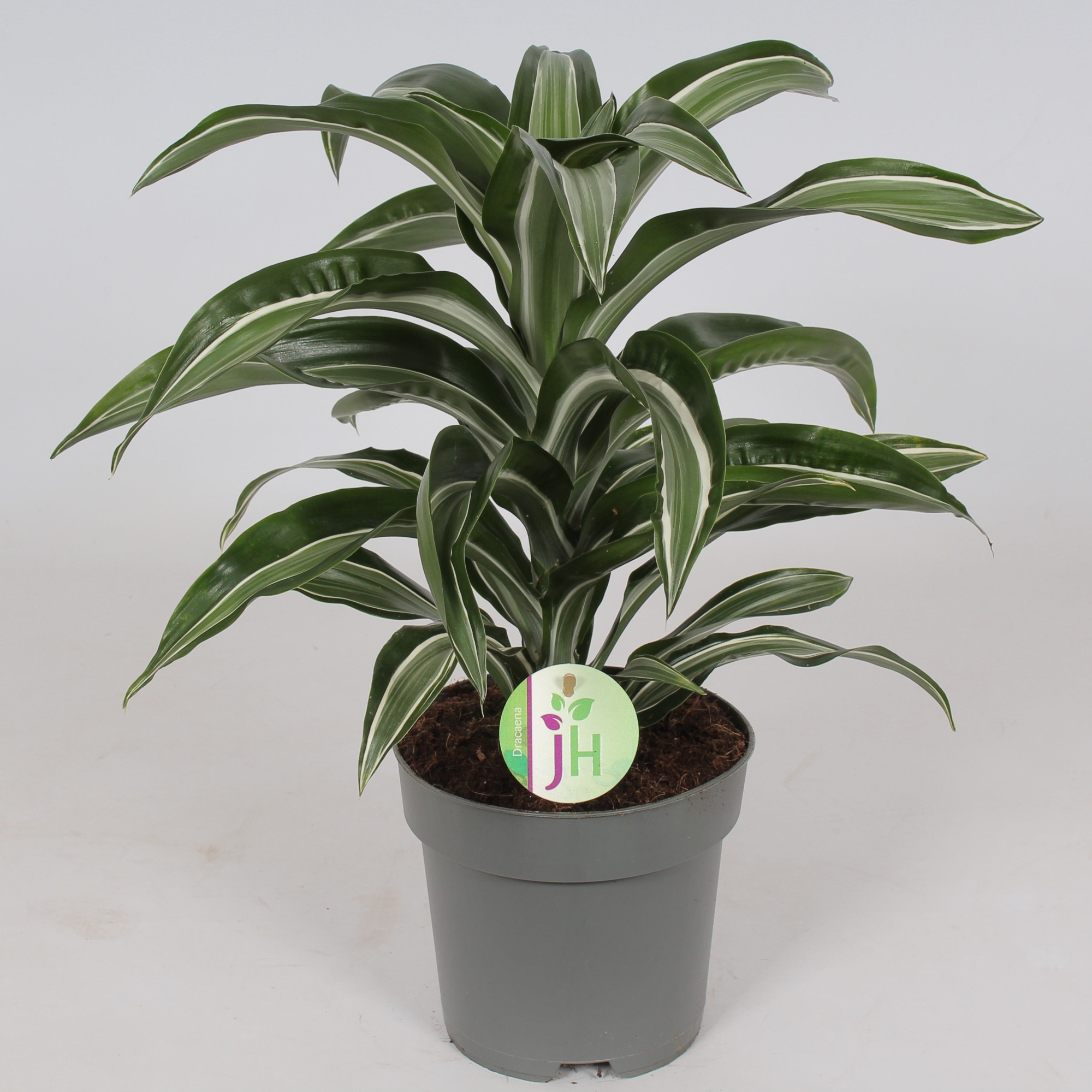 Dracaena 'Jade Jewel', D 17 cm
