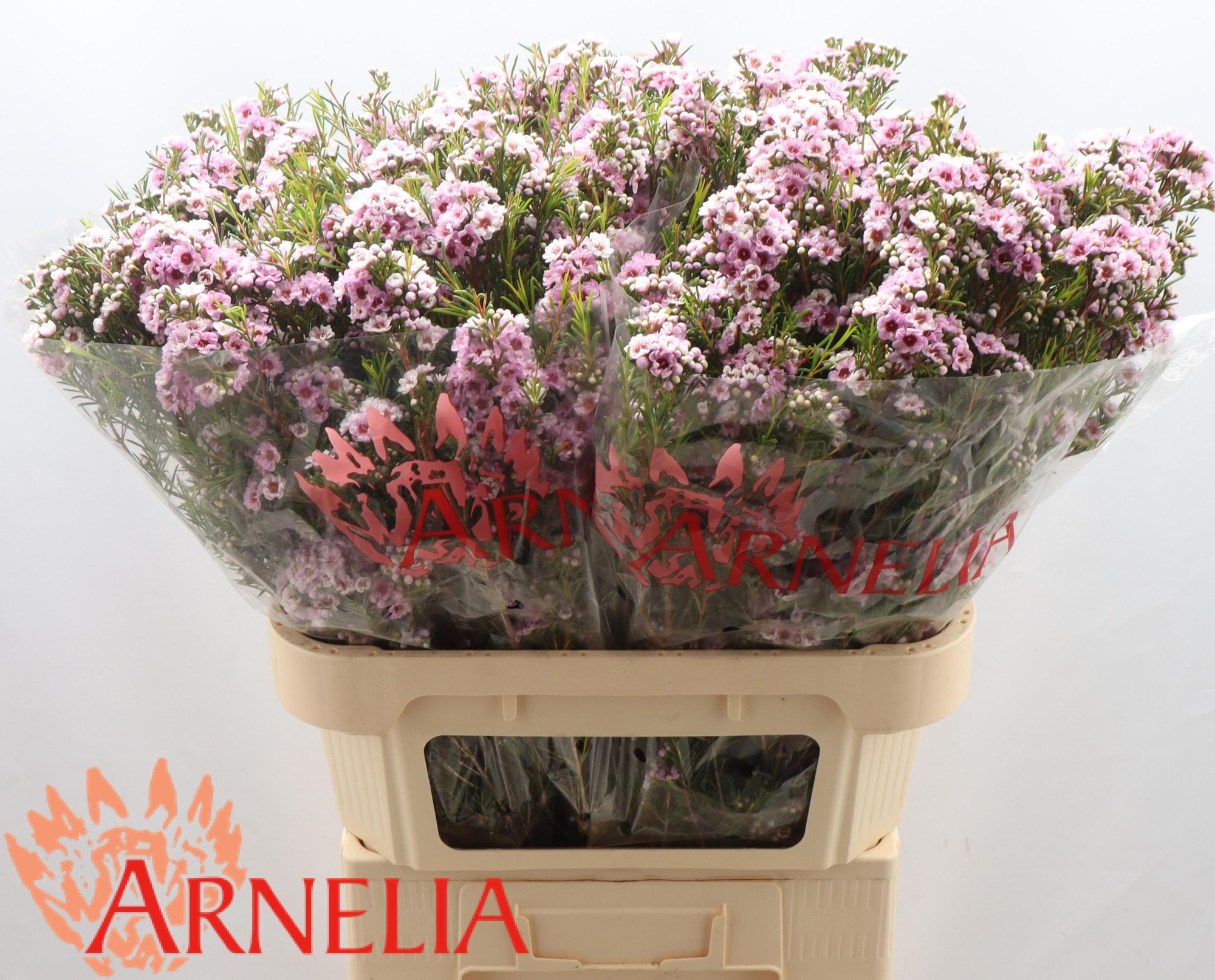 Шамелациум Жизель 80, шт.