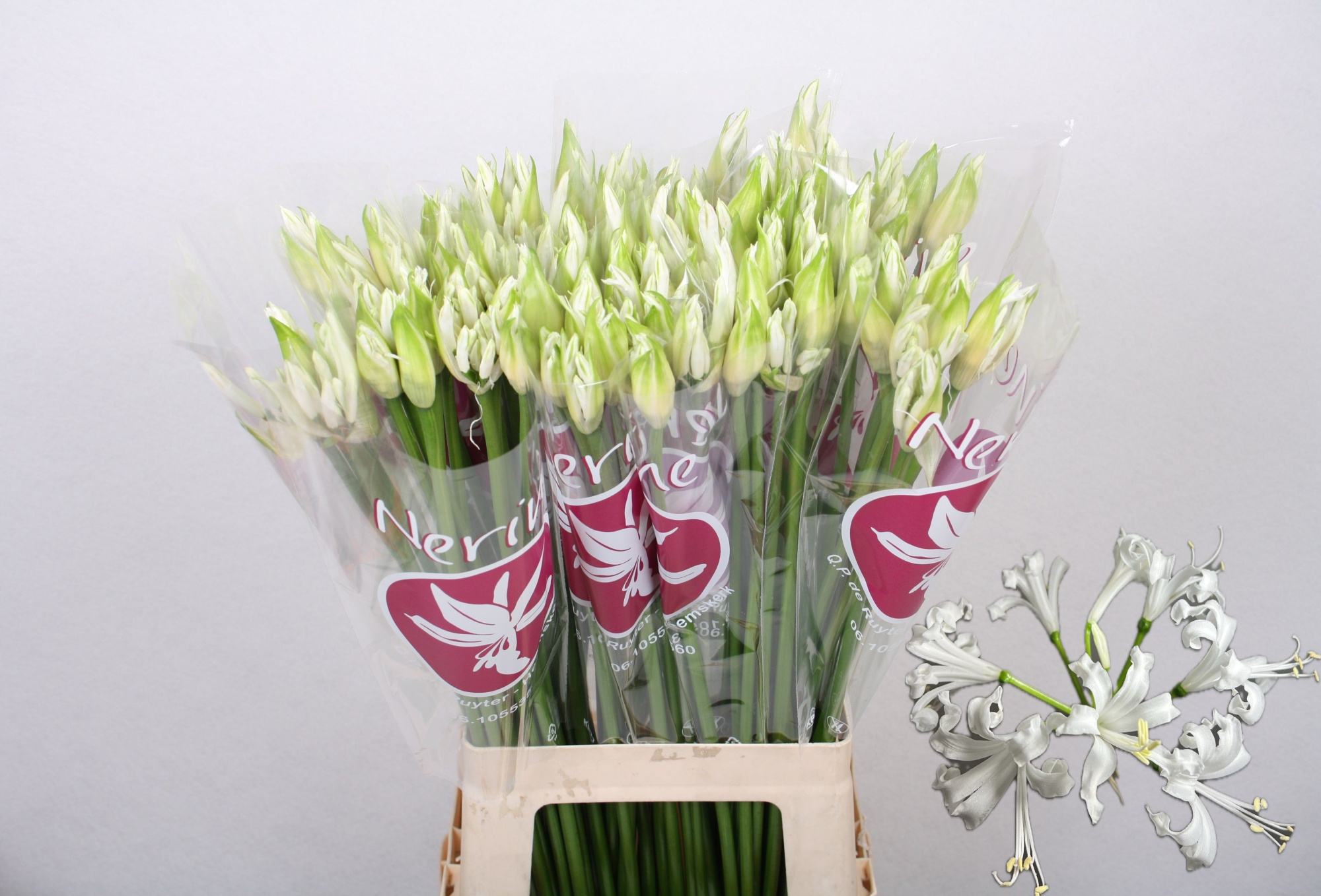 Нерине Бьянка Перла 70, шт.