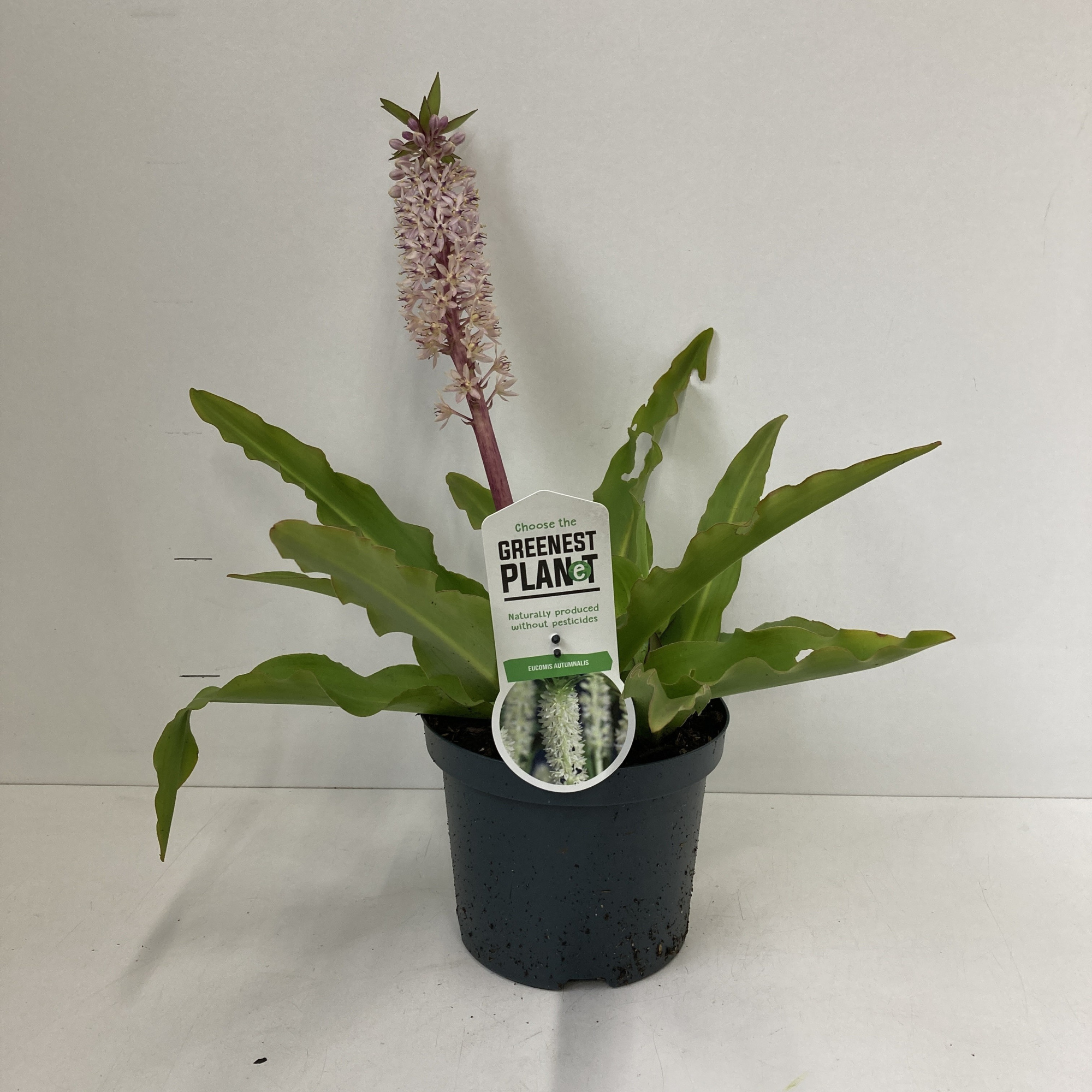 Eucomis autumnalis, D 19 cm