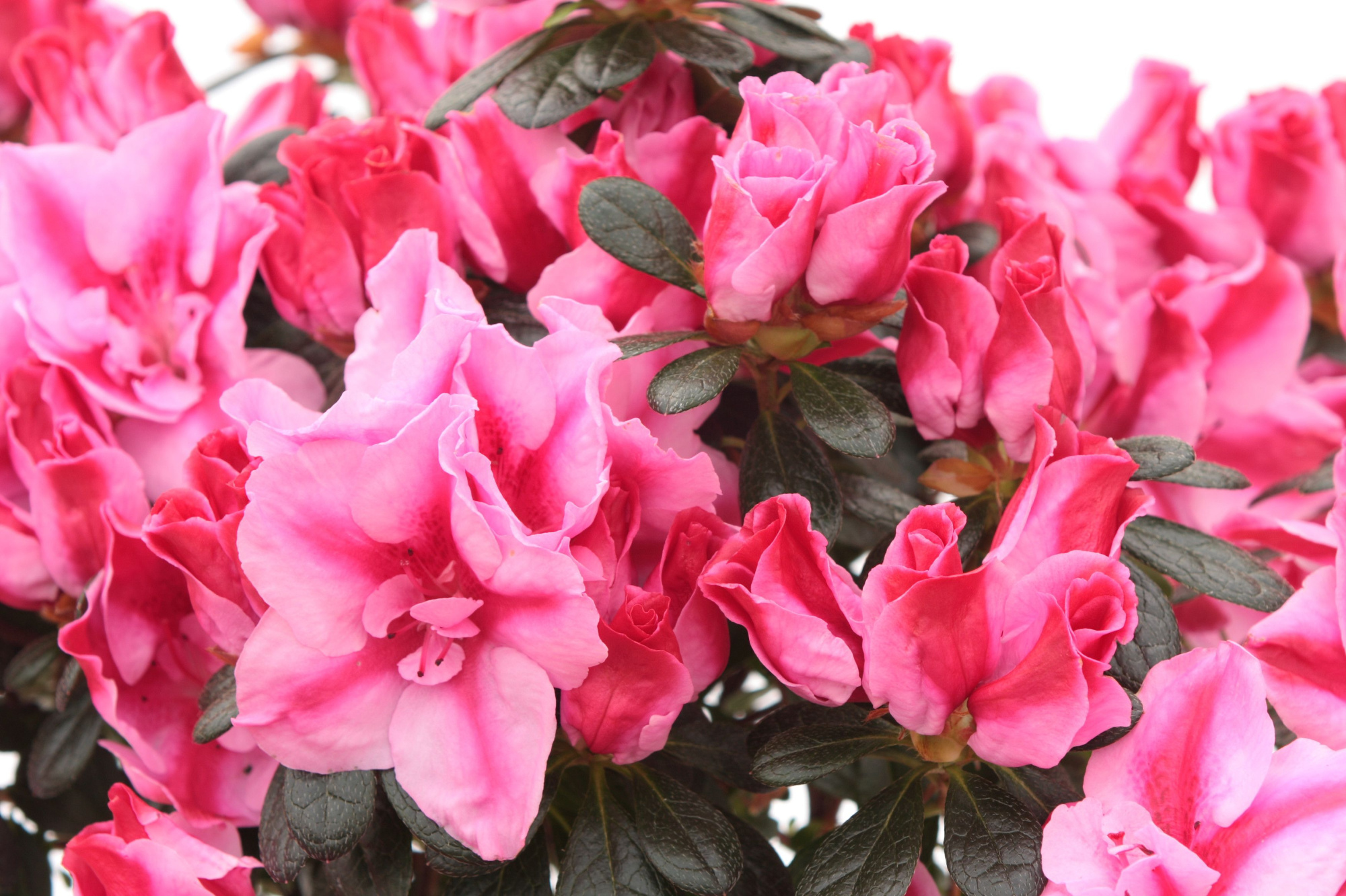 Rhododendron simsii T14 ⌀22-25 pink/red, D 14