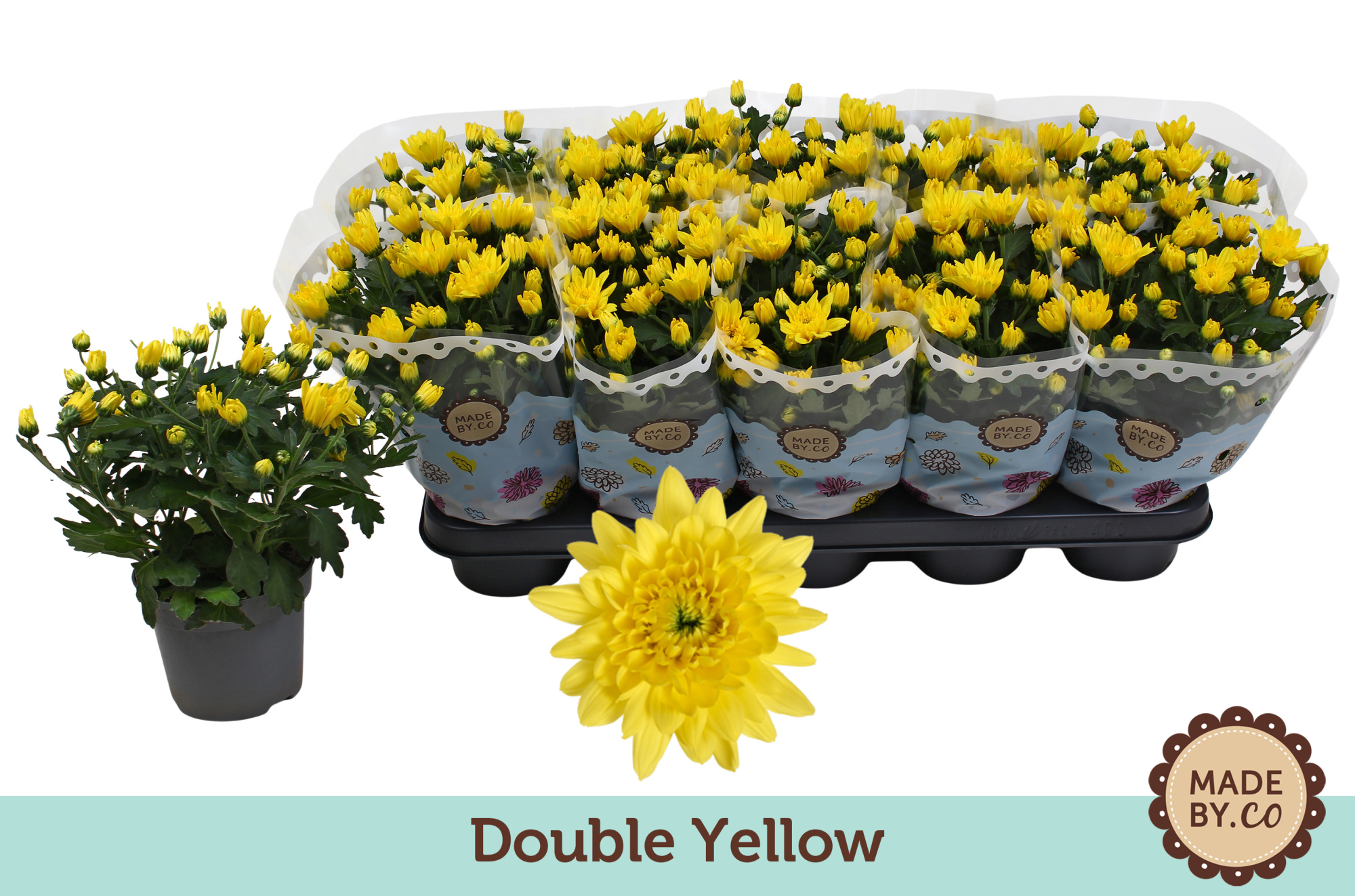 Chrysant Double Yellow, D 12