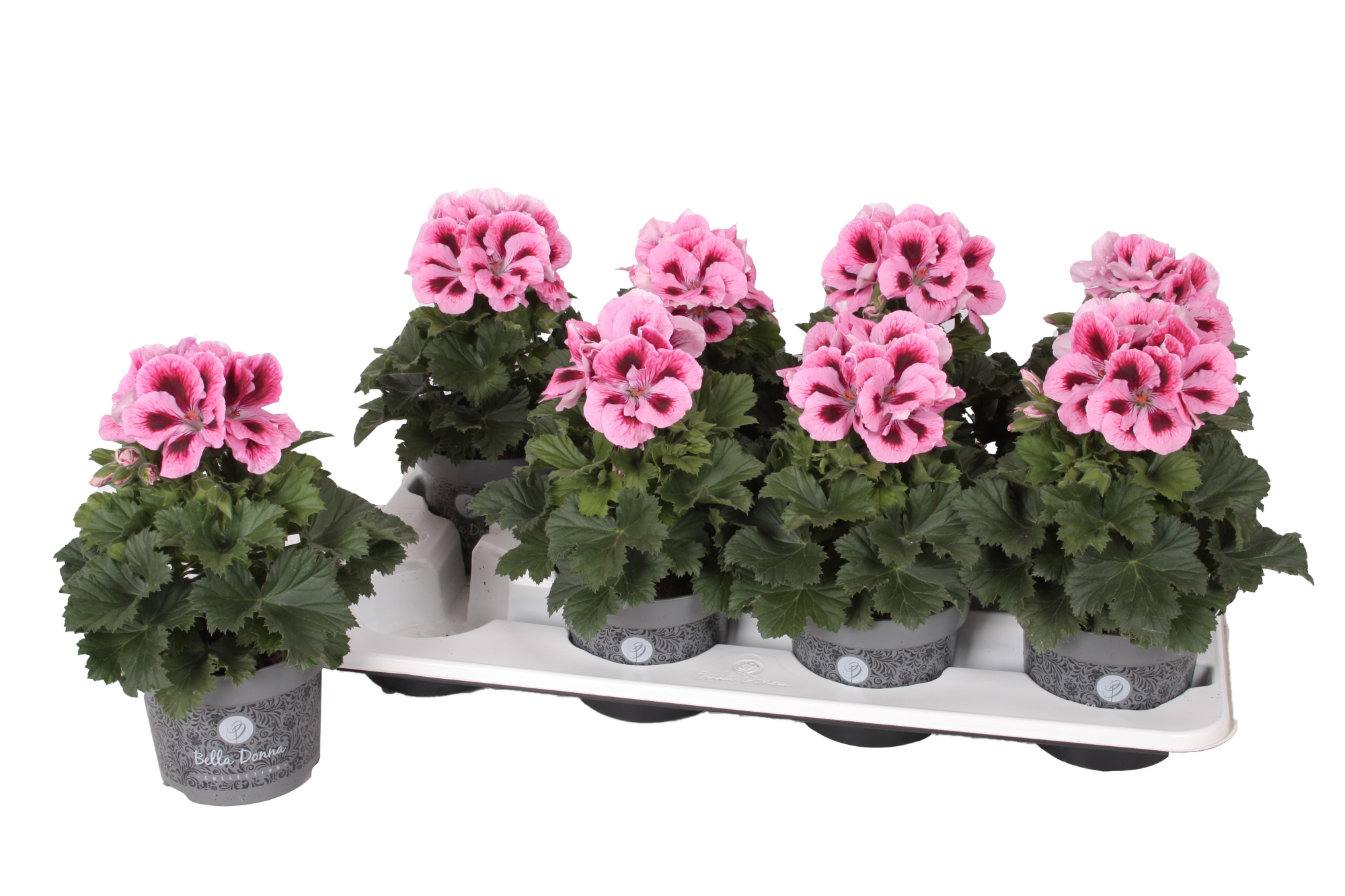 Pelg. Don Ricci 12cm, D 12