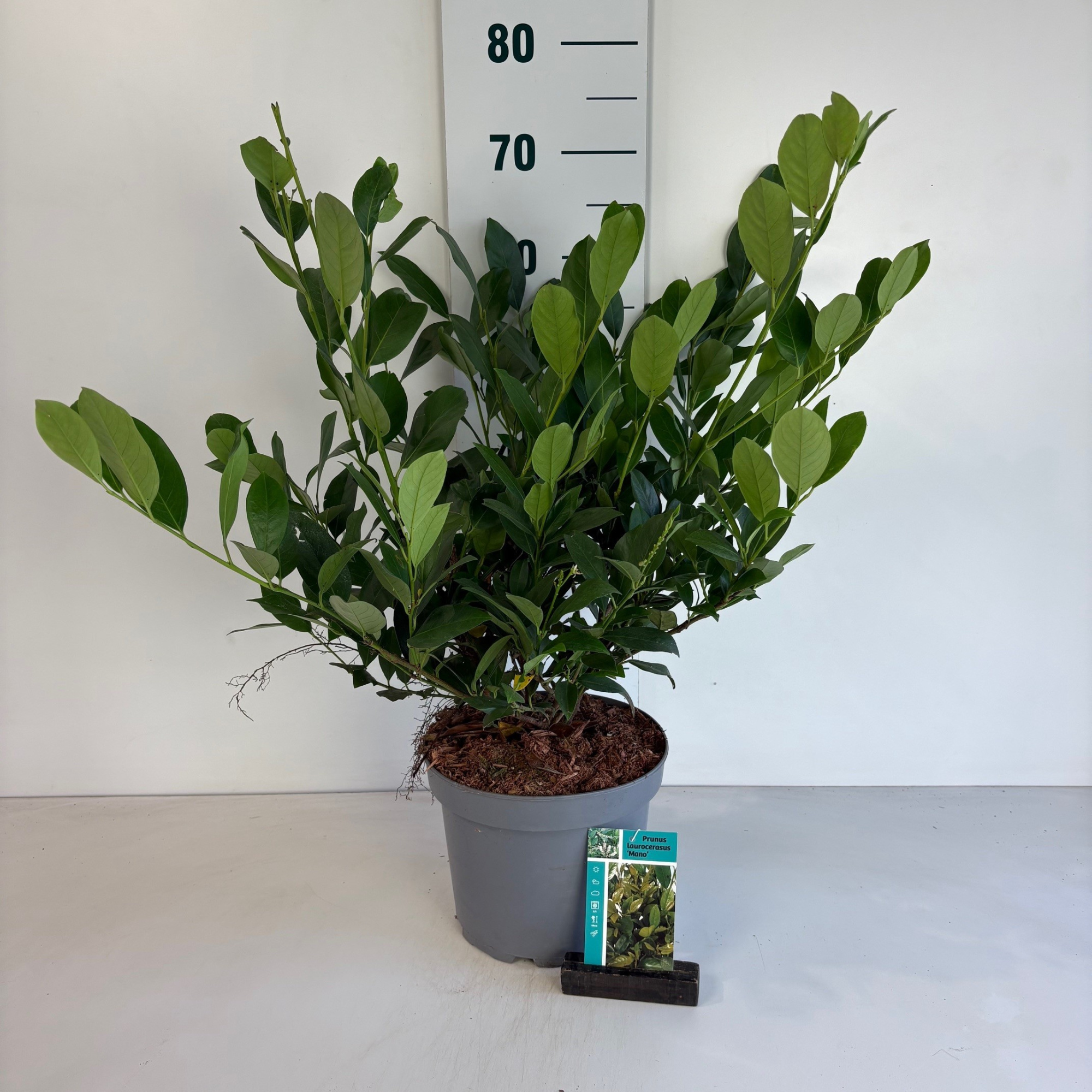 Prunus l. 'Mano', D 23 cm