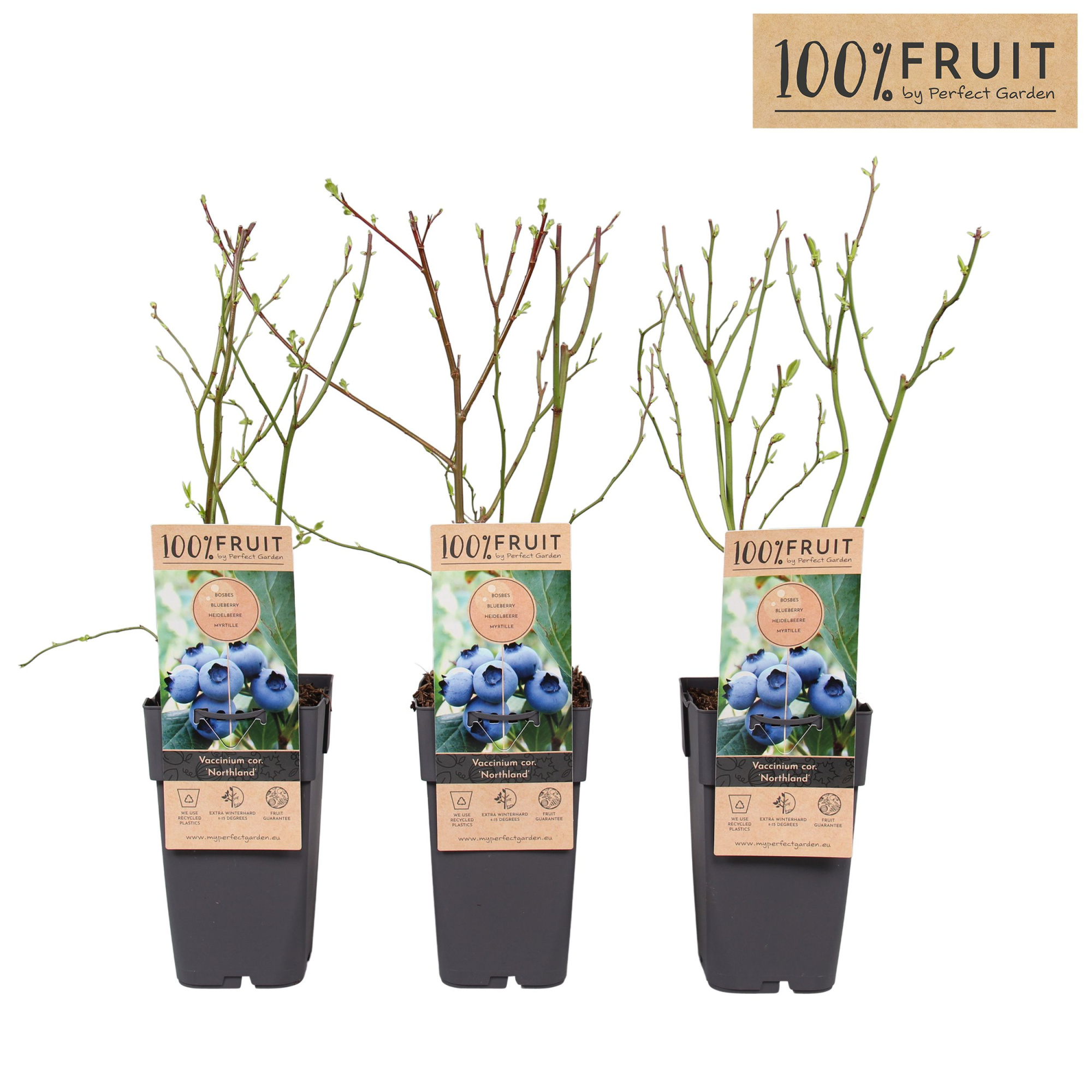 Vaccinium cor. Northland P15, D 15 cm