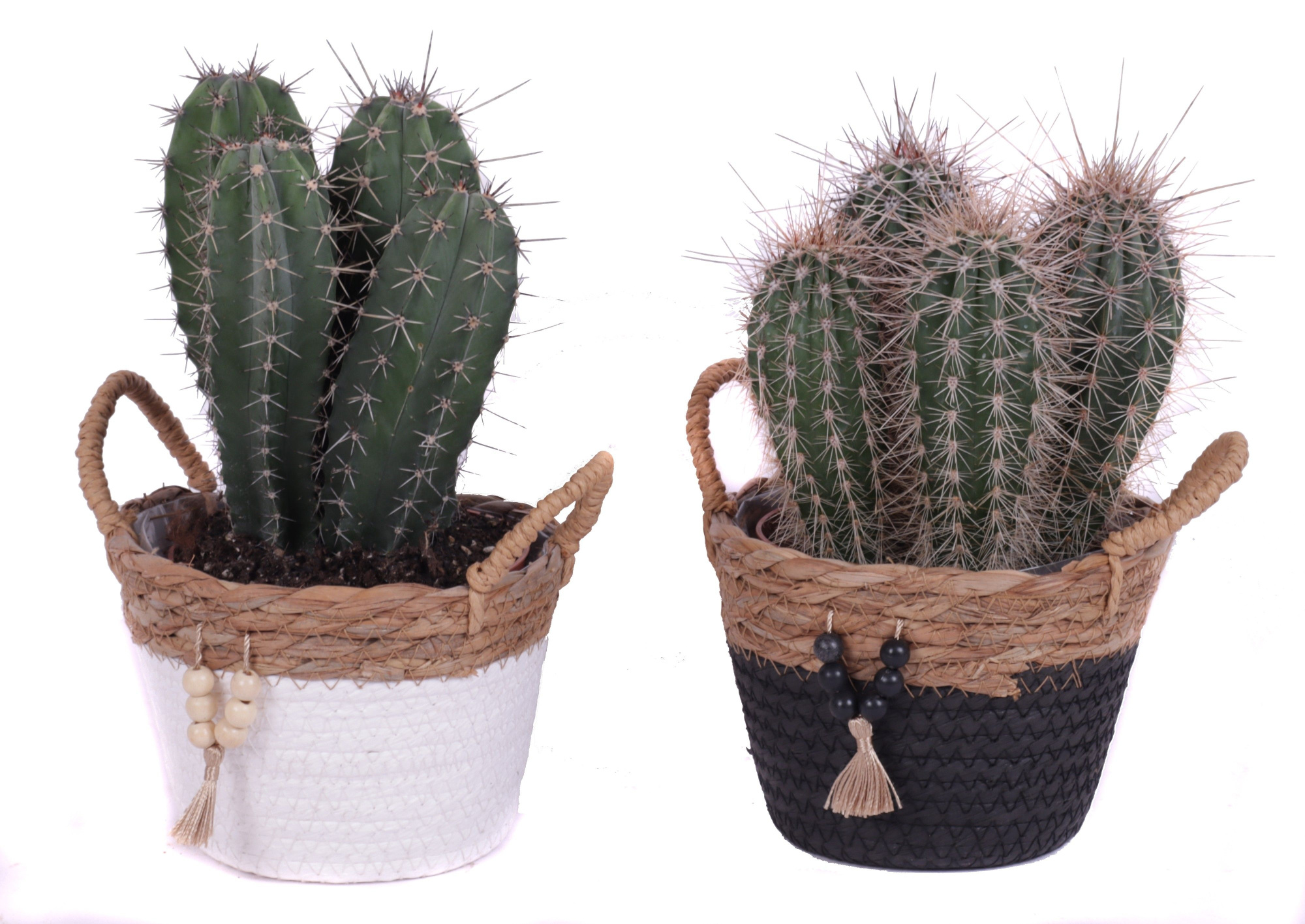 Cactus mix 12 cm in tokelau mand, D 15