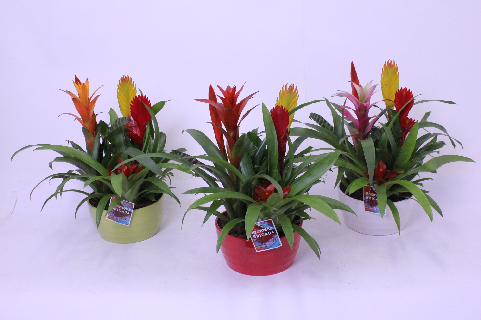 Bromelia in Wave 21 5pp, D 21 cm