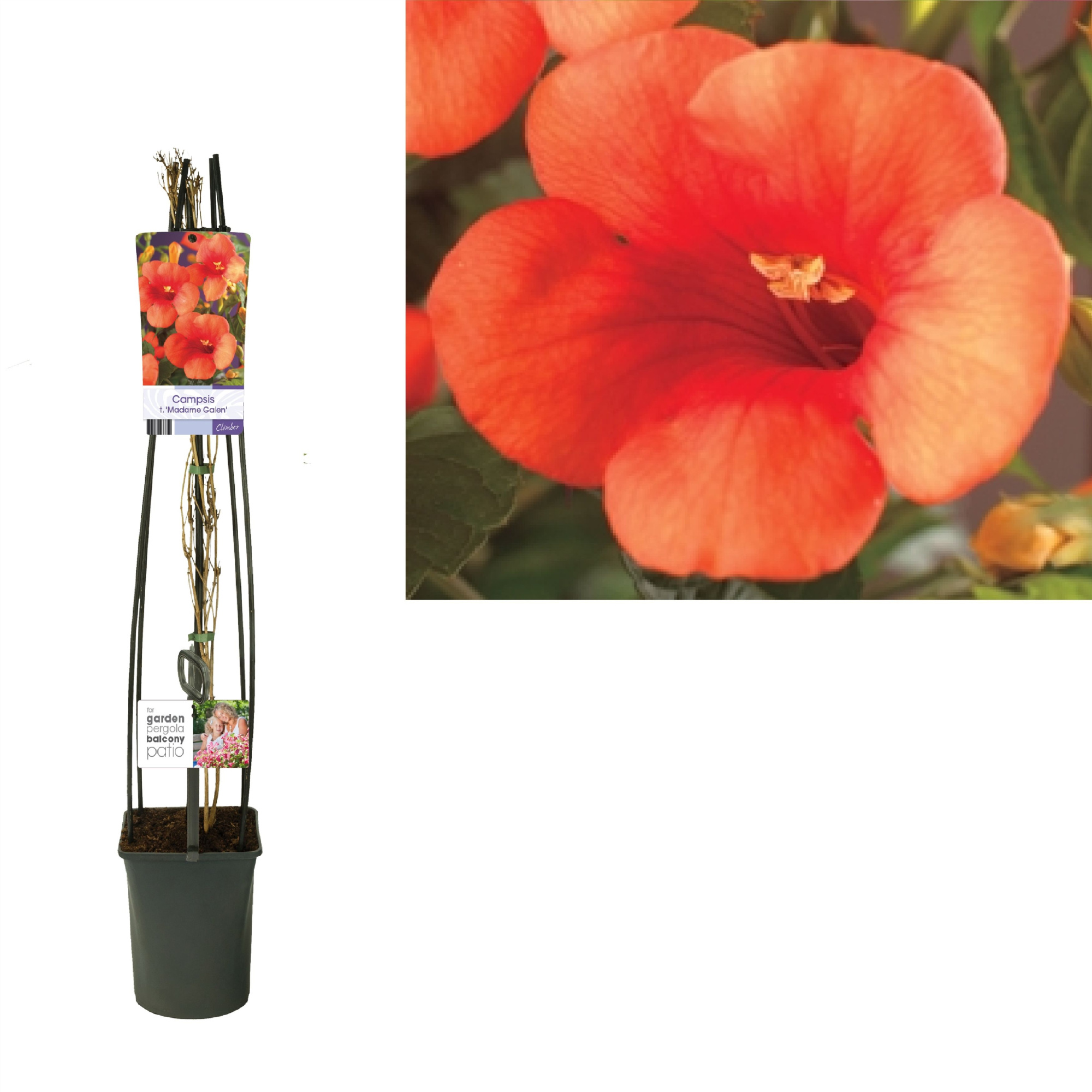 Campsis t. 'Madame Galen' +light label, D 23 cm