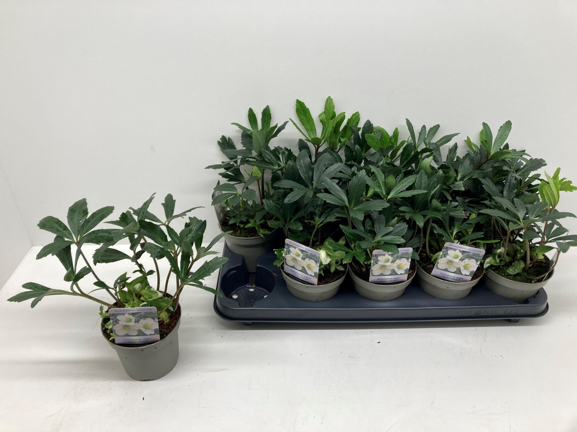 Helleborus niger 'Special Selection', D 12 cm