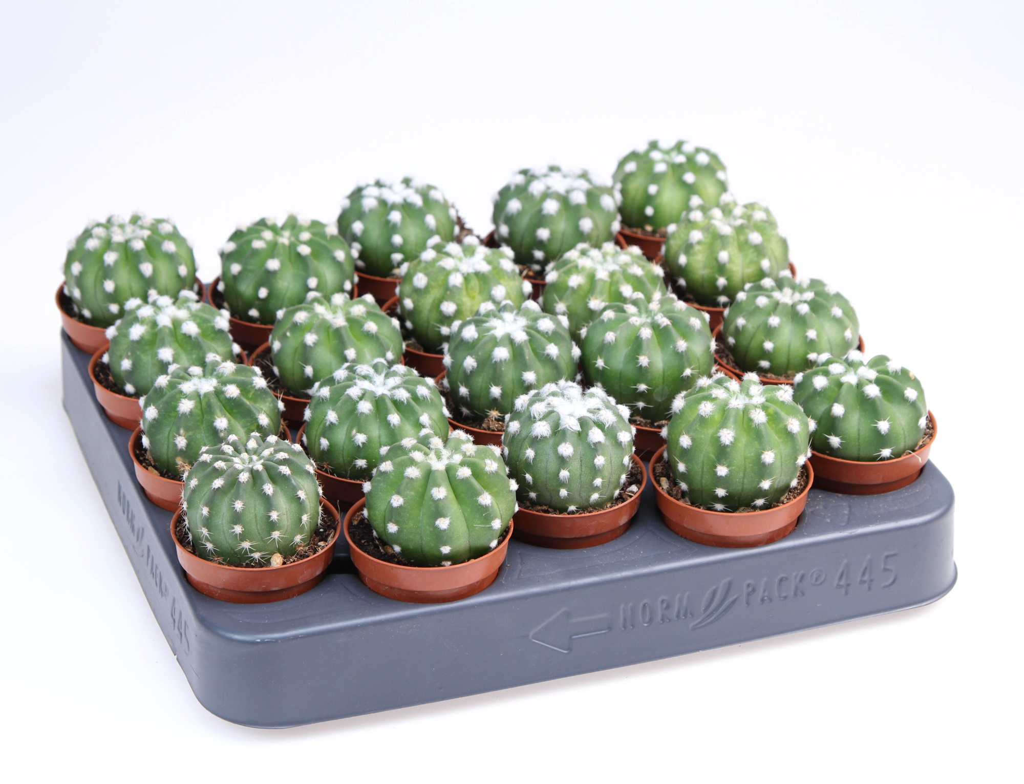 Echinopsis Denudatum, D 5,5