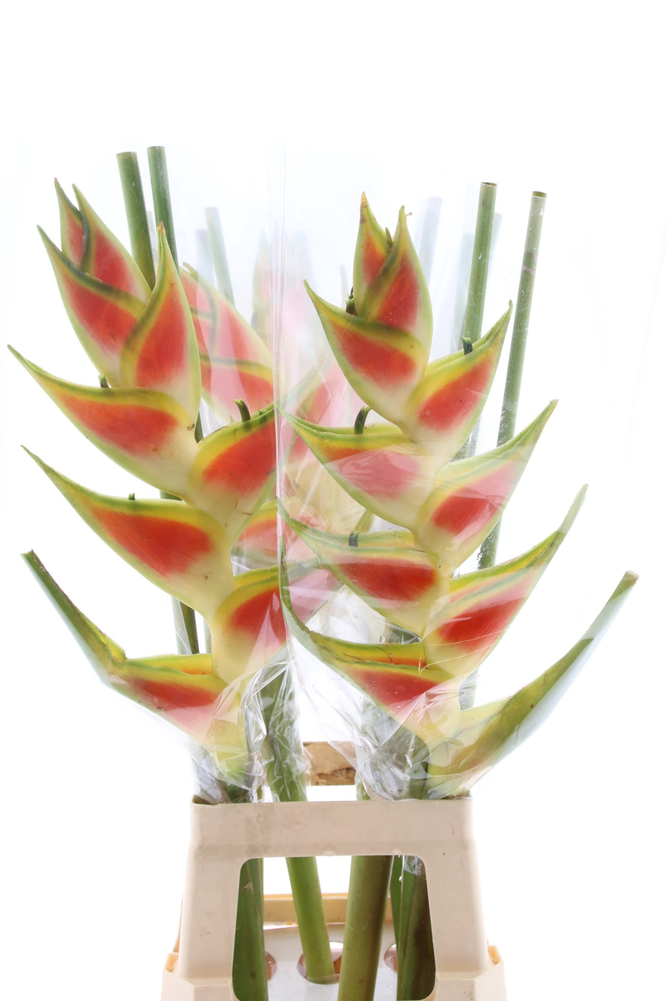 Геликония Вагнериана, шт.