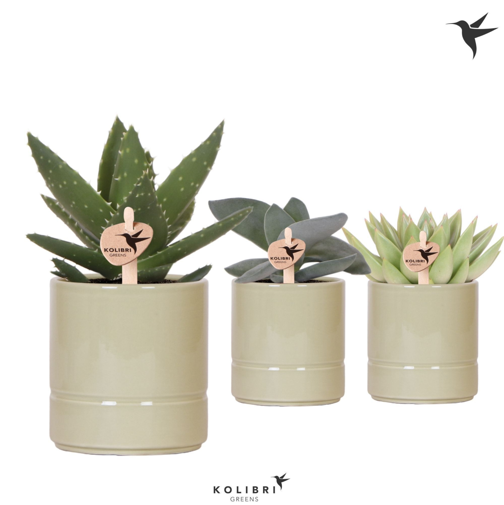 Kolibri Greens Succulenten mix in Pastel pot green, D 9 cm