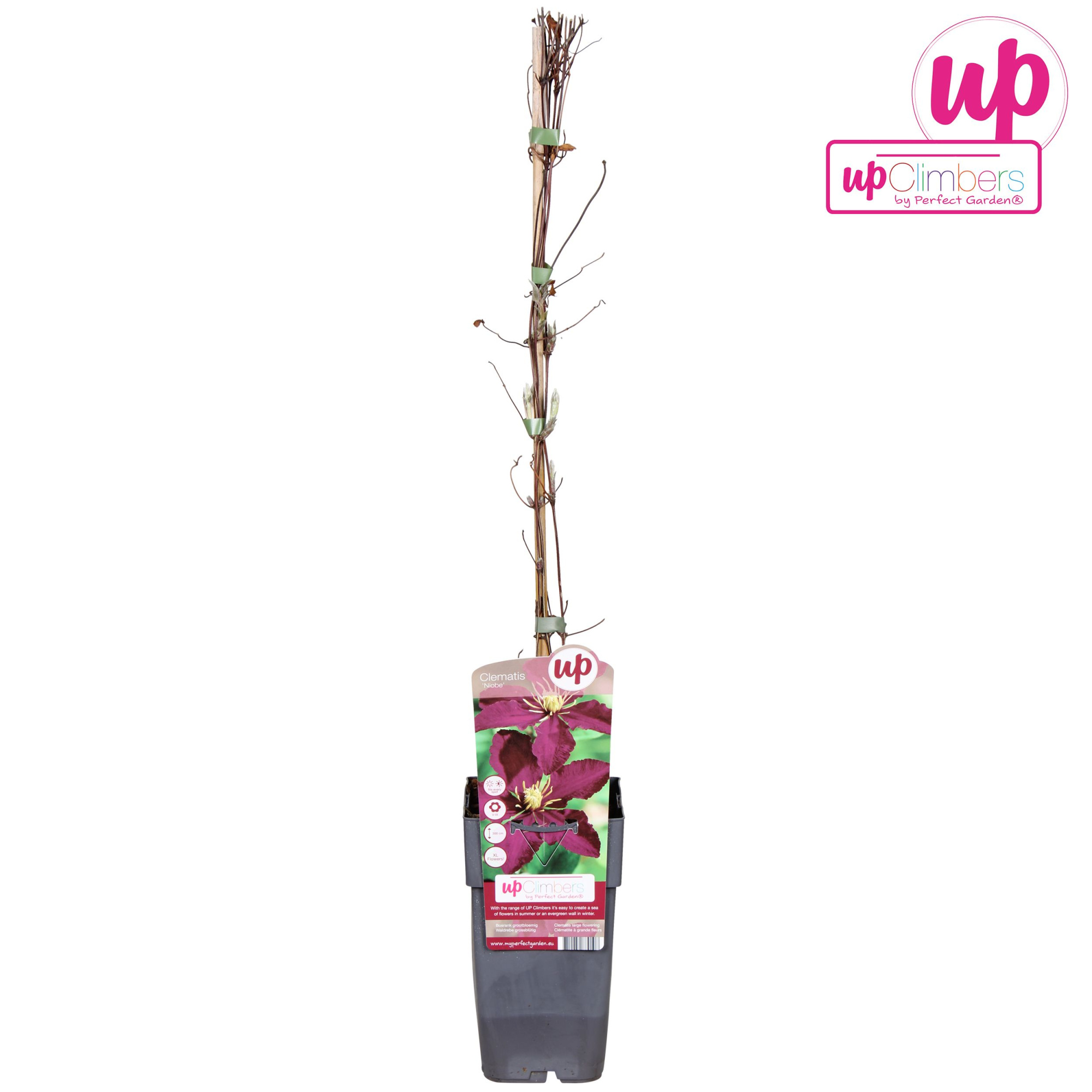 Clematis Niobe P15, D 15