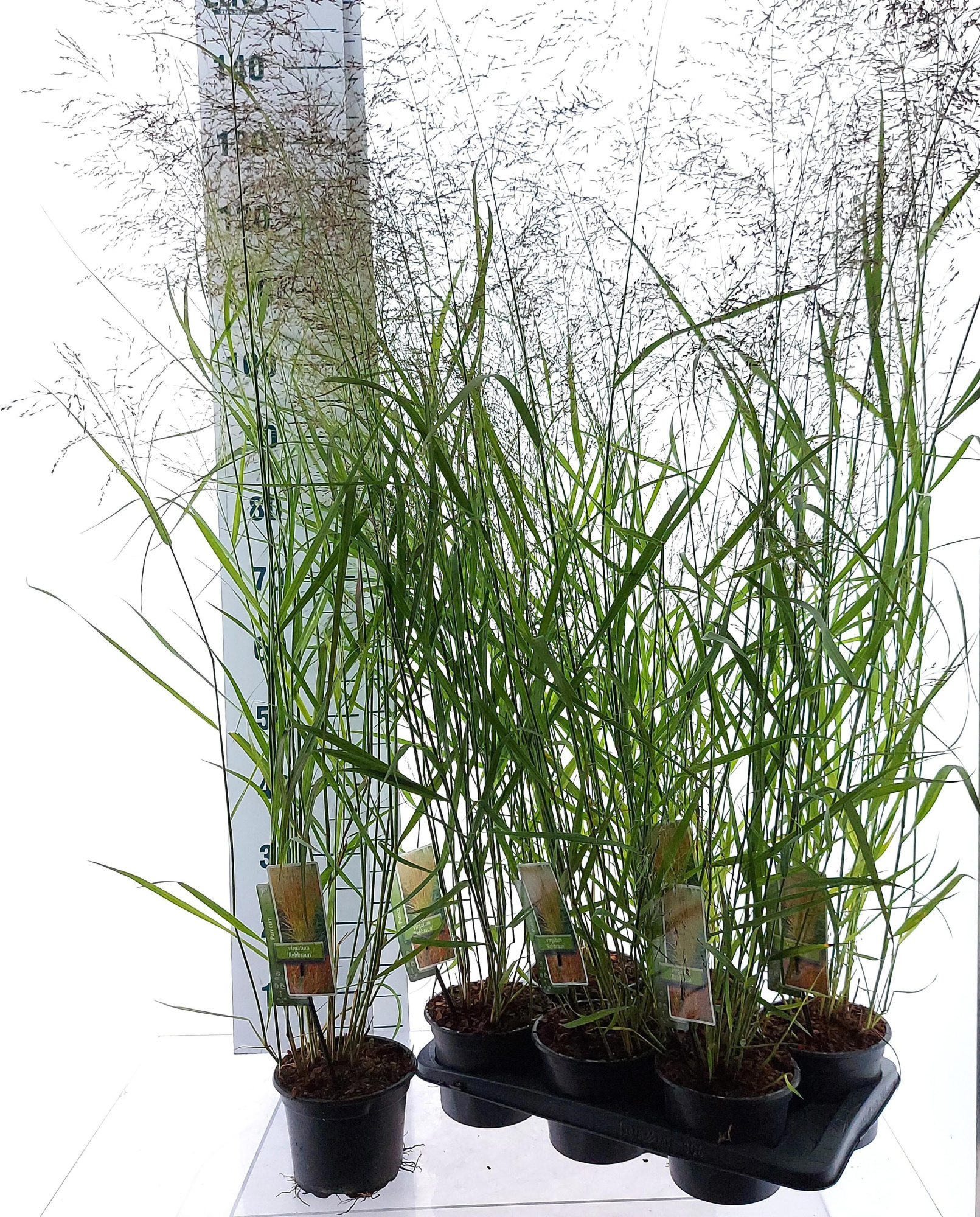 Panicum virgatum 'Rehbraun', D 17 cm