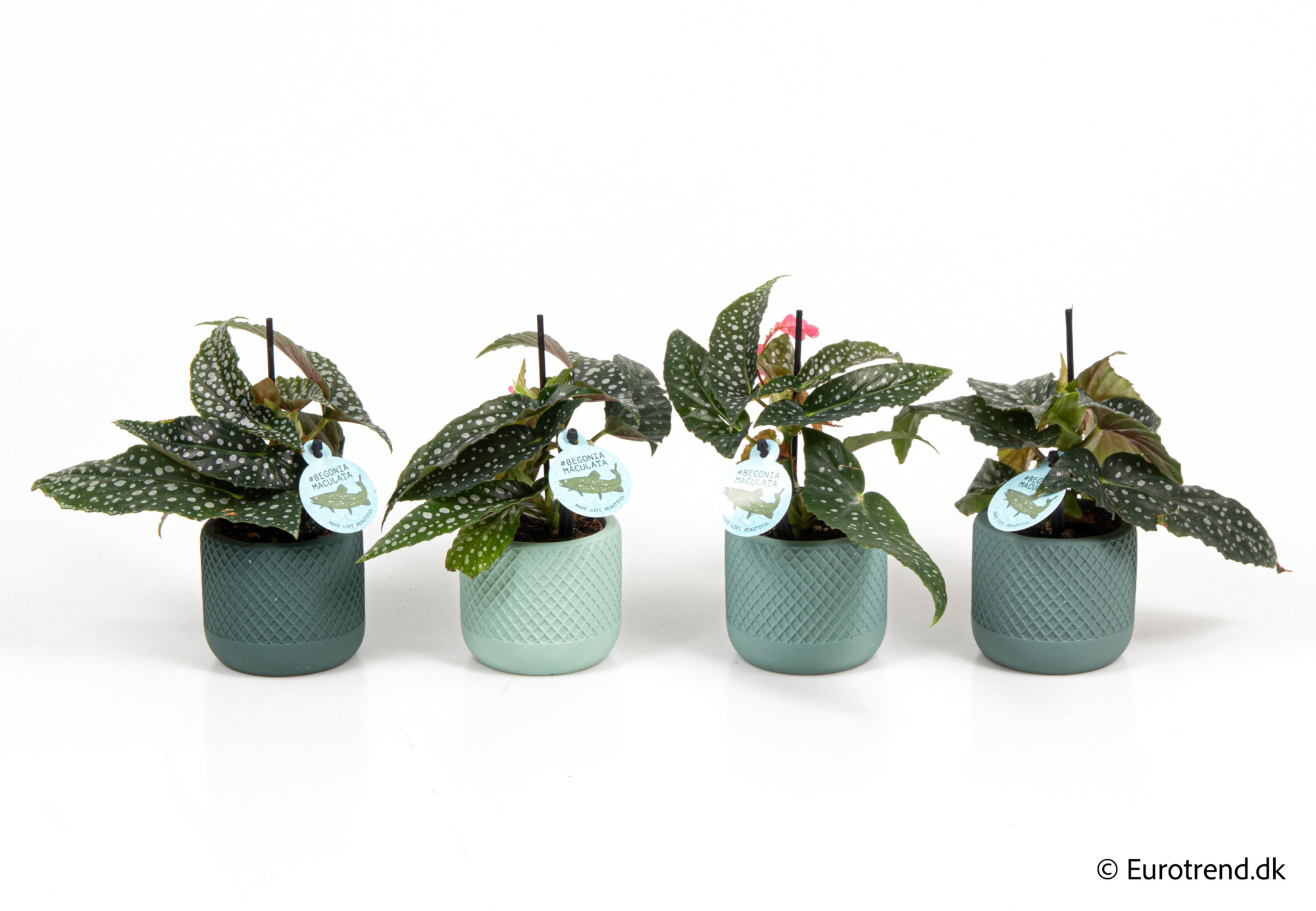 Begonia Wings Maculata Silverspot in New Look ceramic 2026, D 6