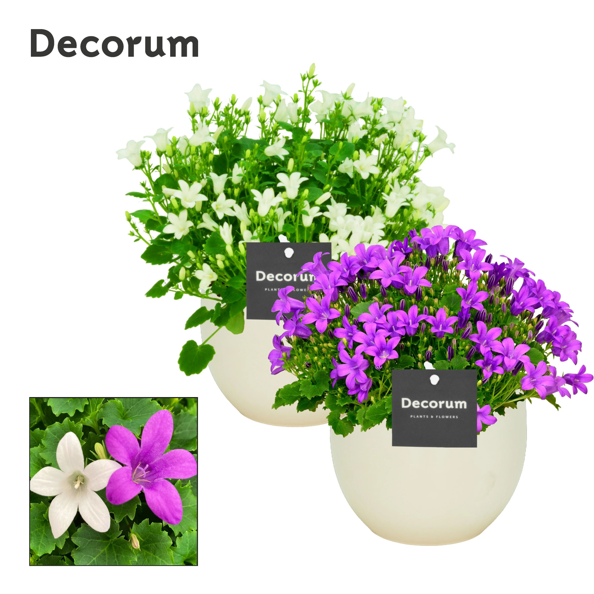 Campanula Porto Mix2 Melanie Decorum, D 13