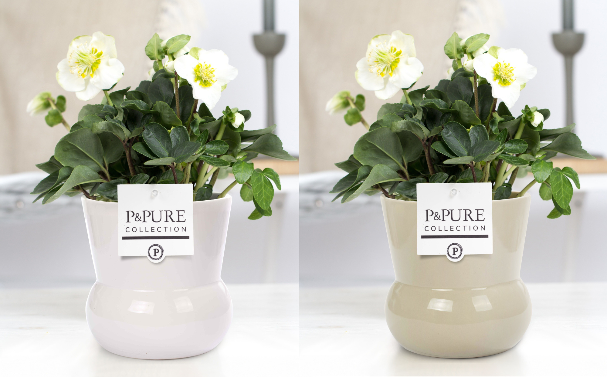 Helleborus n. Christmas Carol in pure maxima vase 2 ass keramiek, D 12 cm