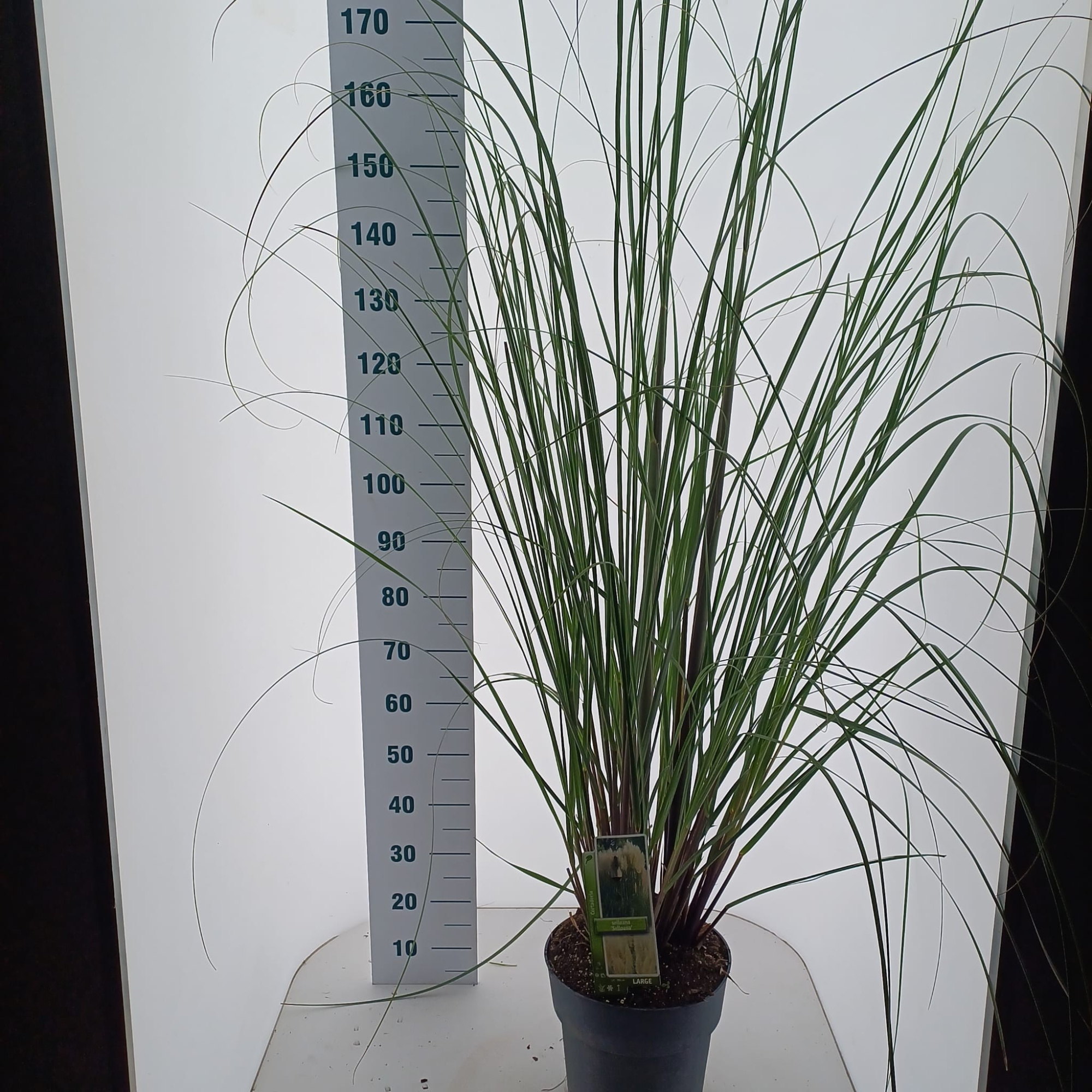 Cortaderia selloana, D 29 cm
