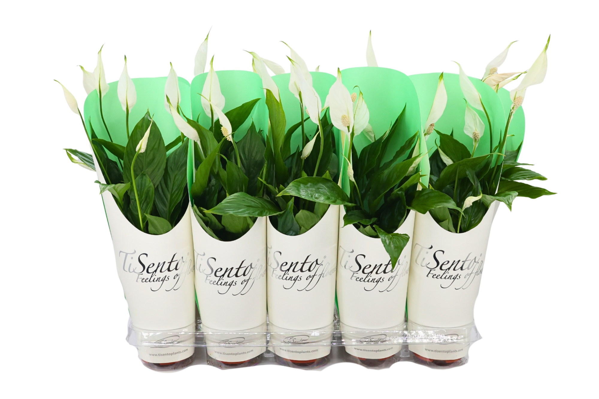 Spathiphyllum wit 12 cm - cadeaucover wit, D 12 cm