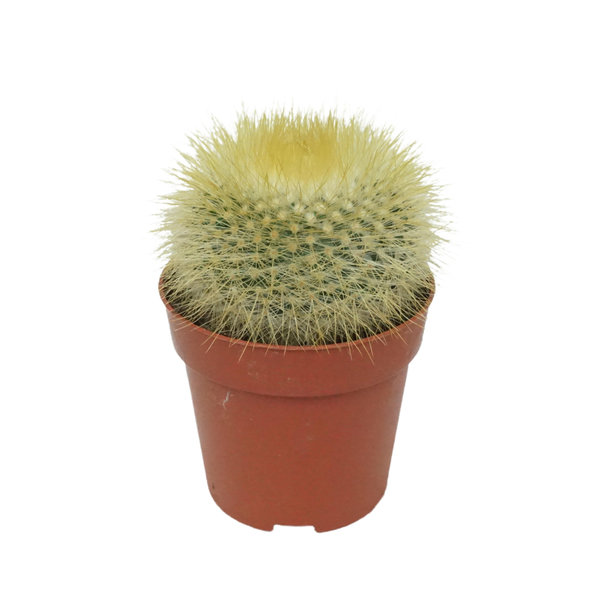 Parodia 8,5 cm, D 8,5