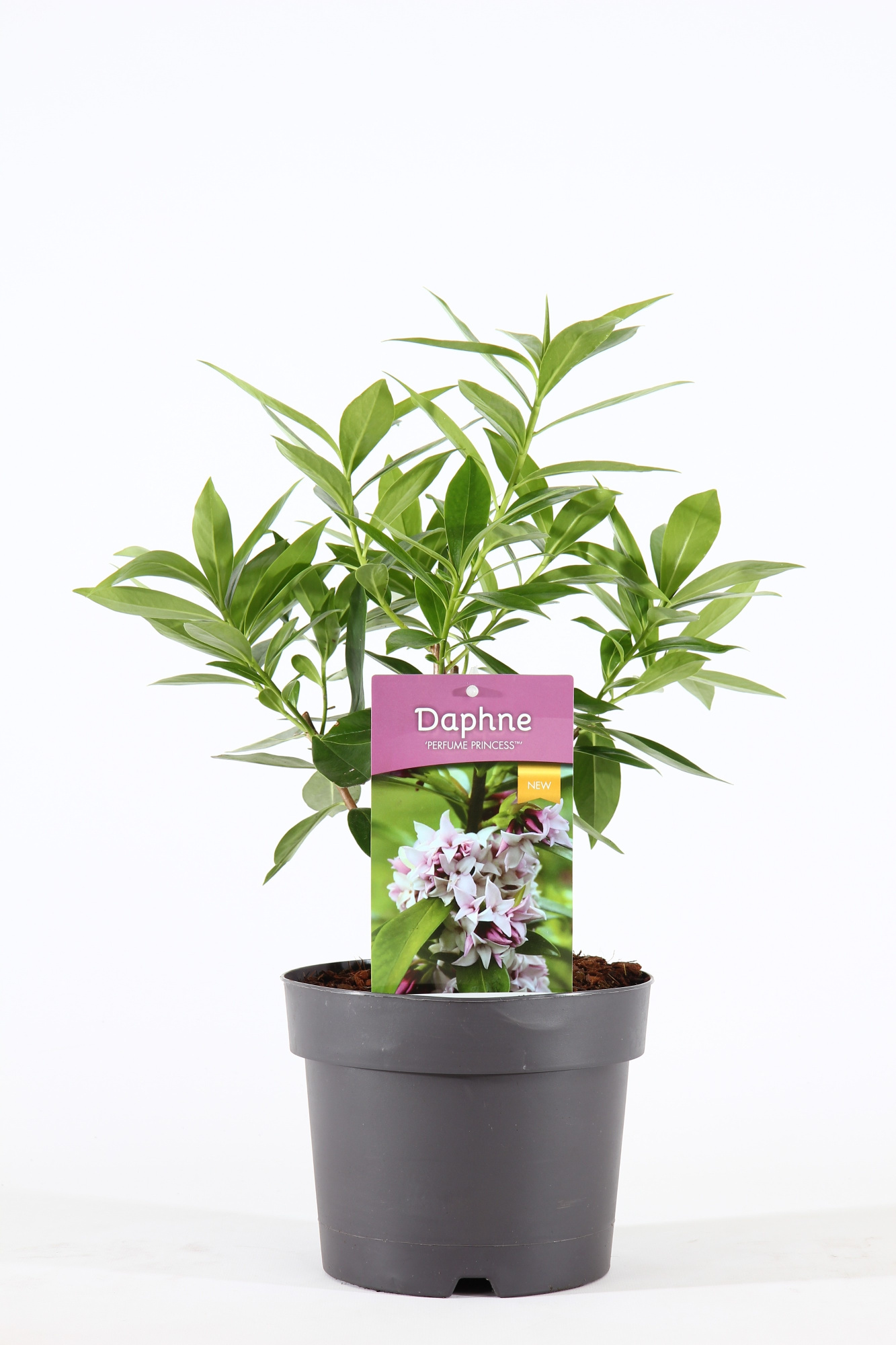 Daphne od. 'Perfume Princess'® C2.5, D 18