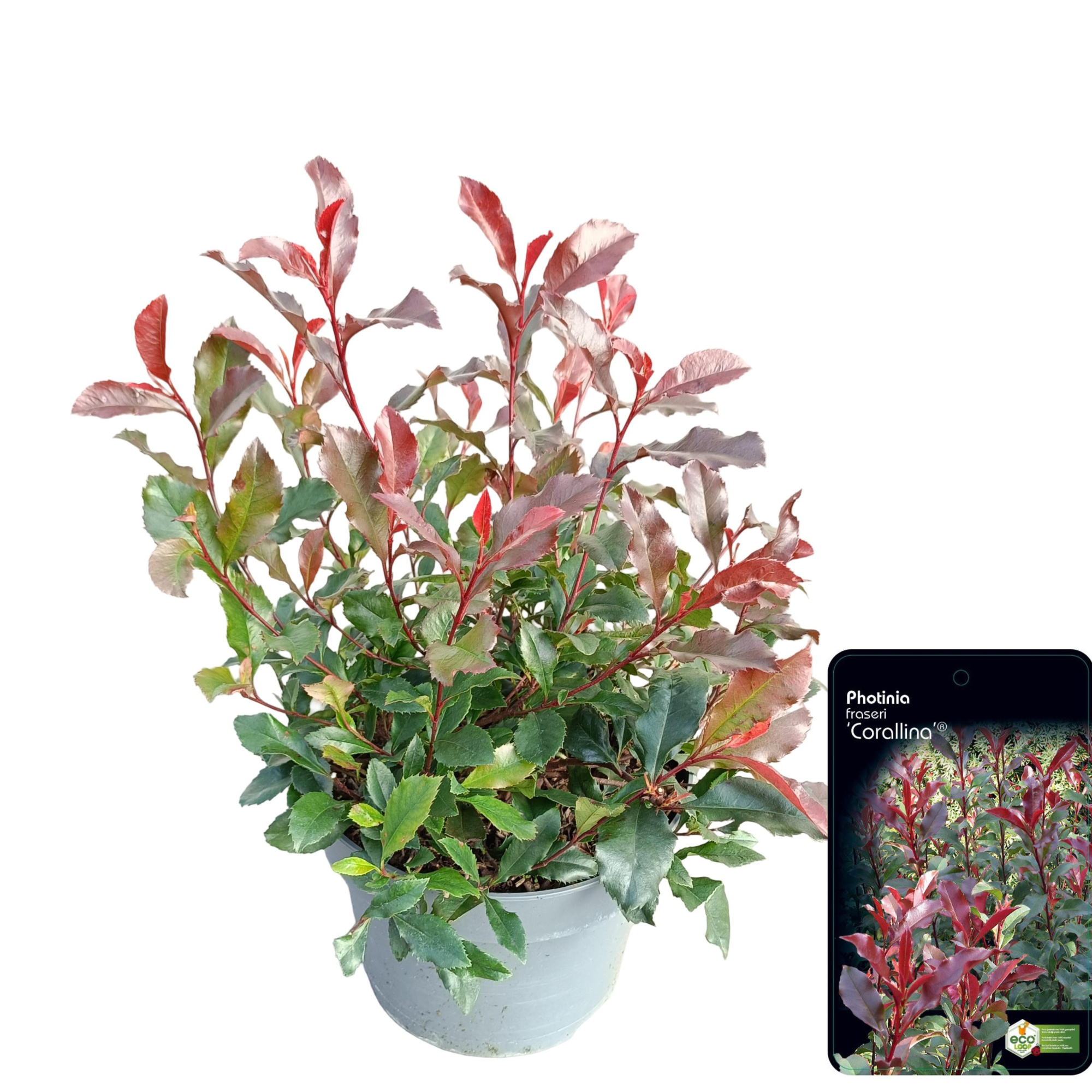 Photinia fraseri 'Corallina'® C5, D 23 cm