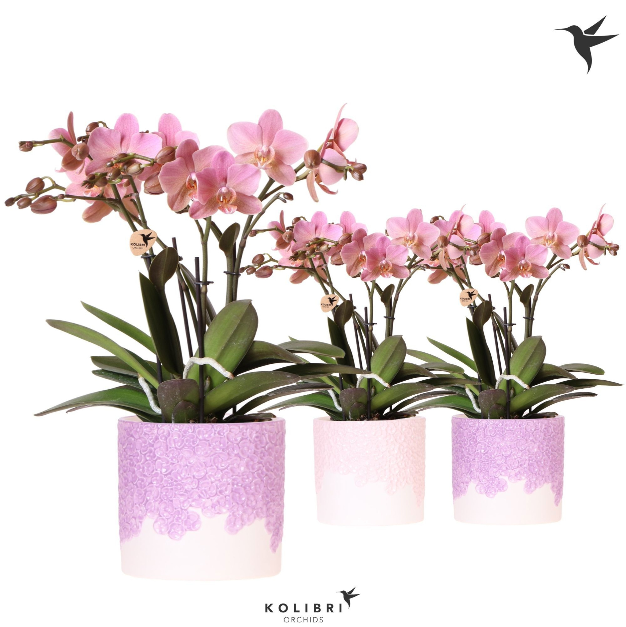 Kolibri Orchids Phalaenopsis Jewel Treviso 4 spike in Bloom pot lila mix, D 12 cm
