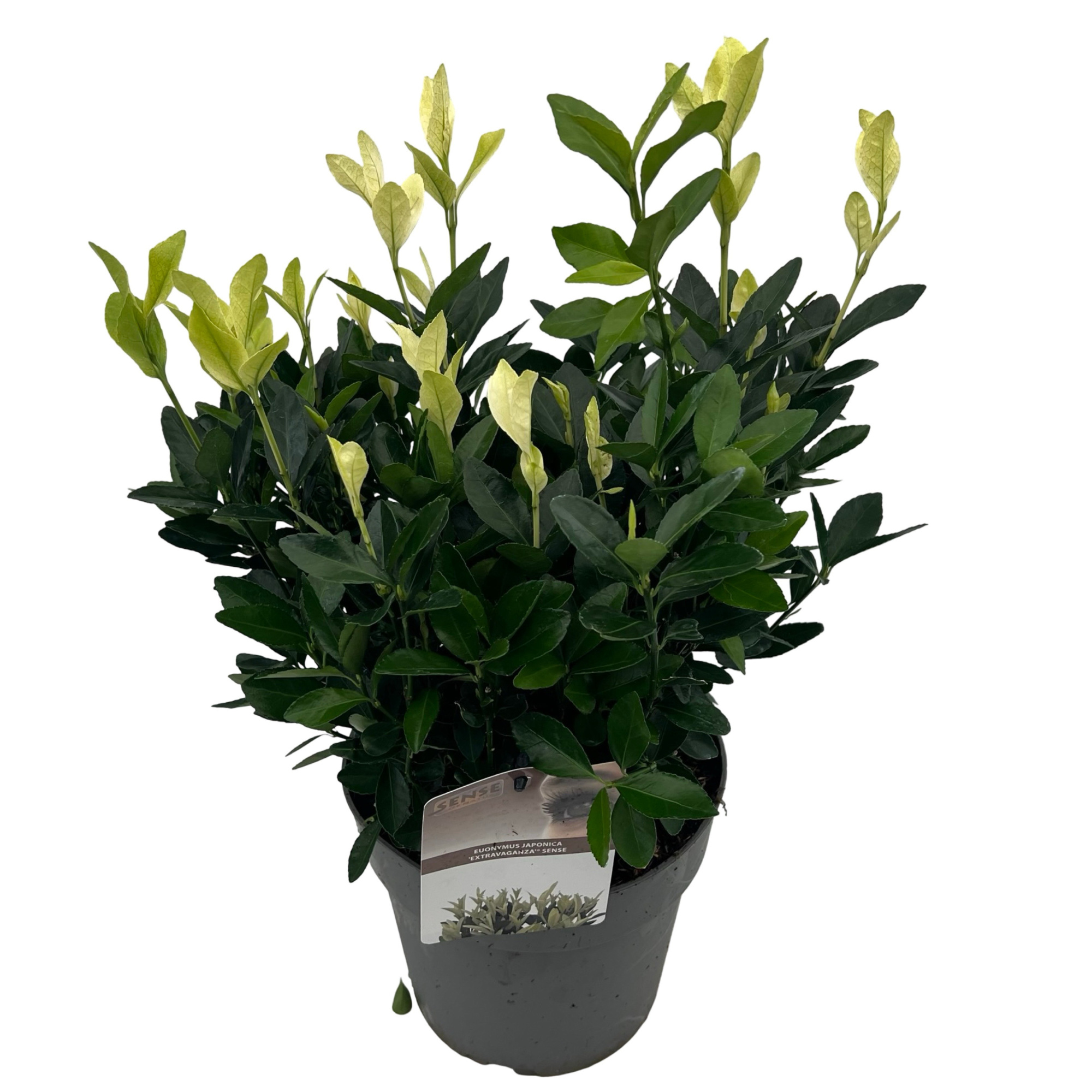 Euonymus jap. 'Extravaganza'® sense, D 23