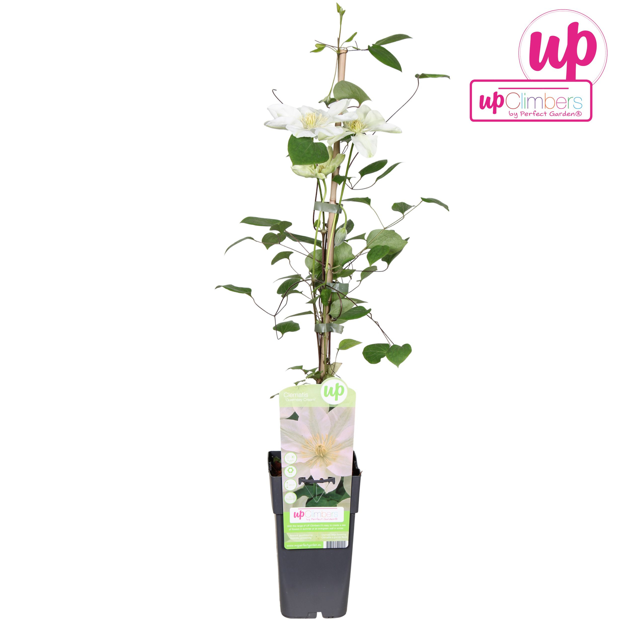 Clematis Guernsey Cream P15, D 15 cm