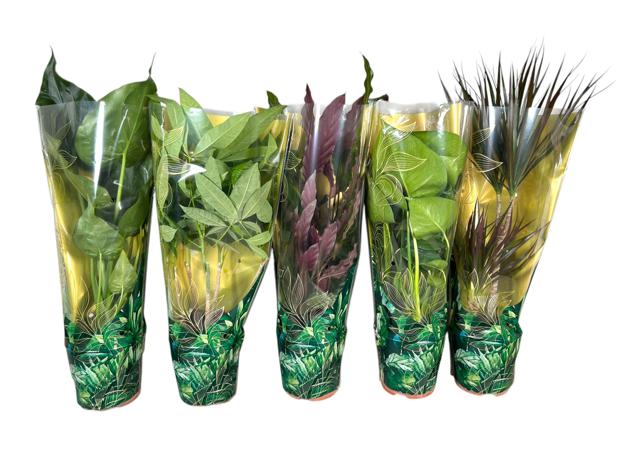 Plantenmix-deen p17 Jungle-hoes - 12x6, D 17 cm
