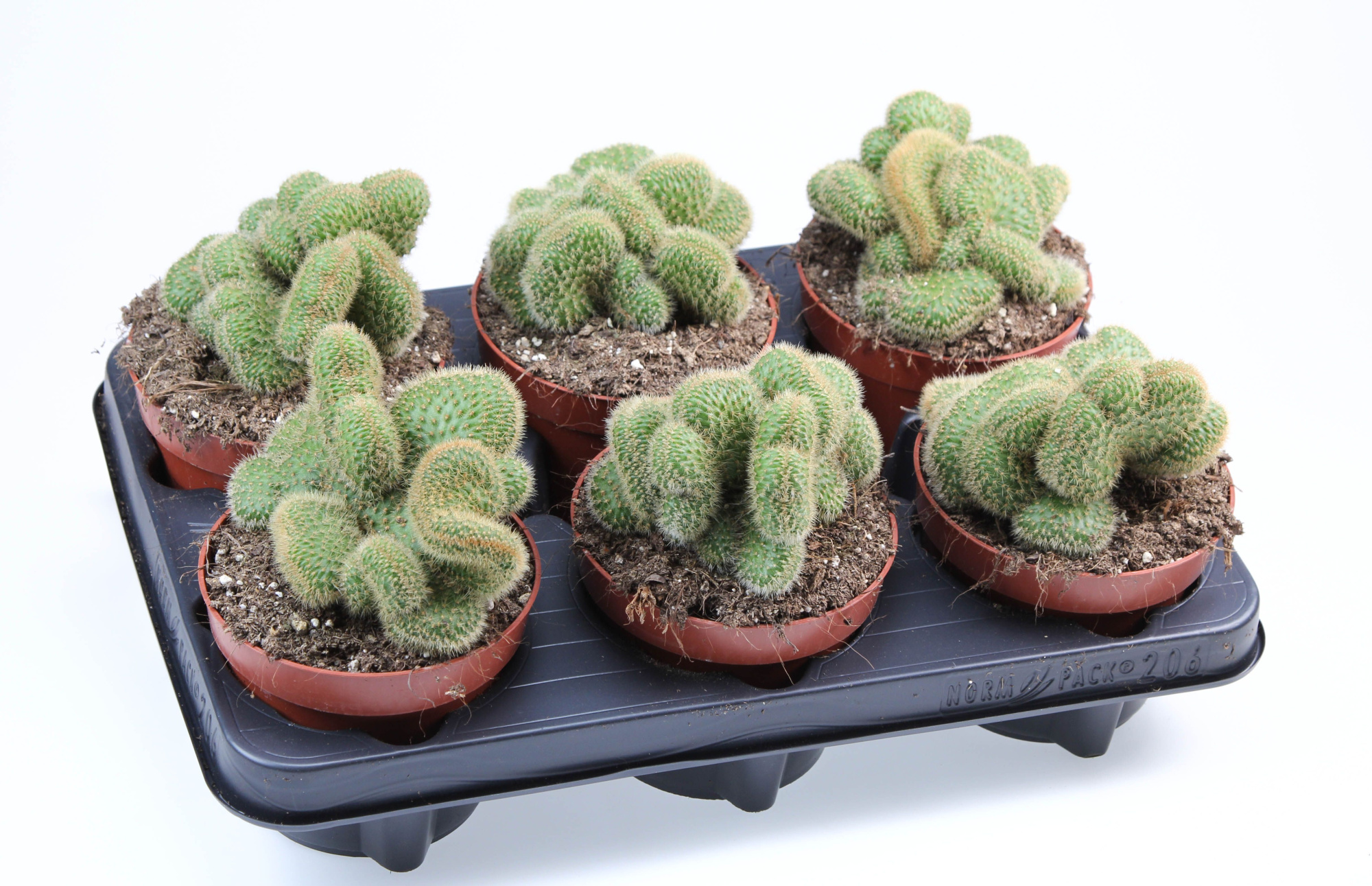 Hildewintera Aureispina, D 12